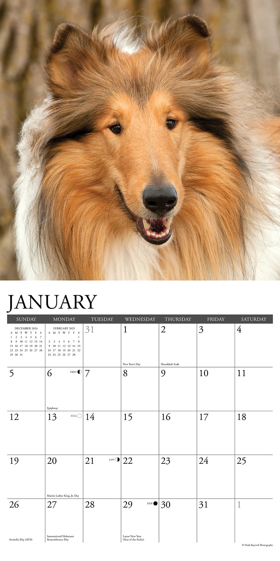 2025 Collies - Square Wall Calendar