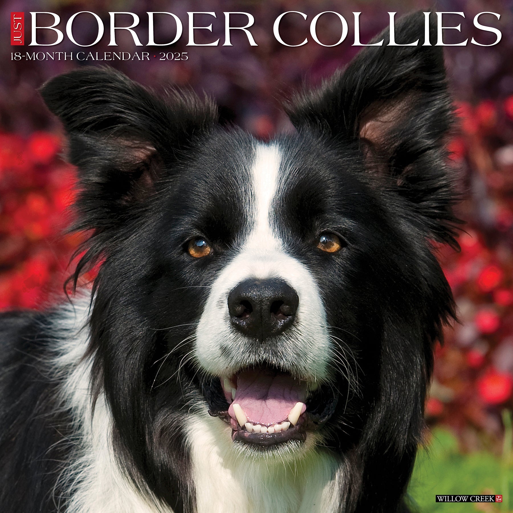 2025 Border Collies - Square Wall Calendar