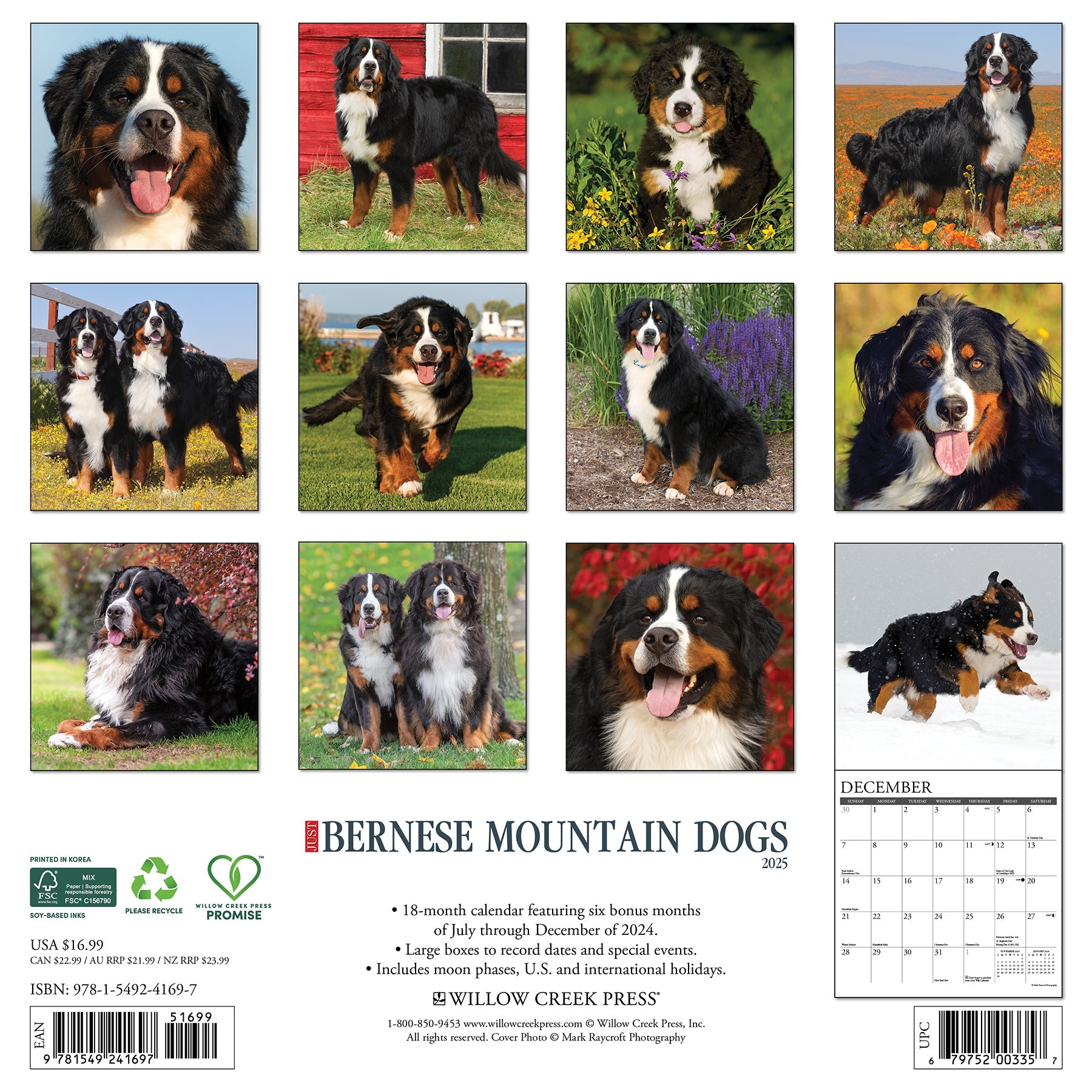 2025 Bernese Mountain Dogs - Square Wall Calendar