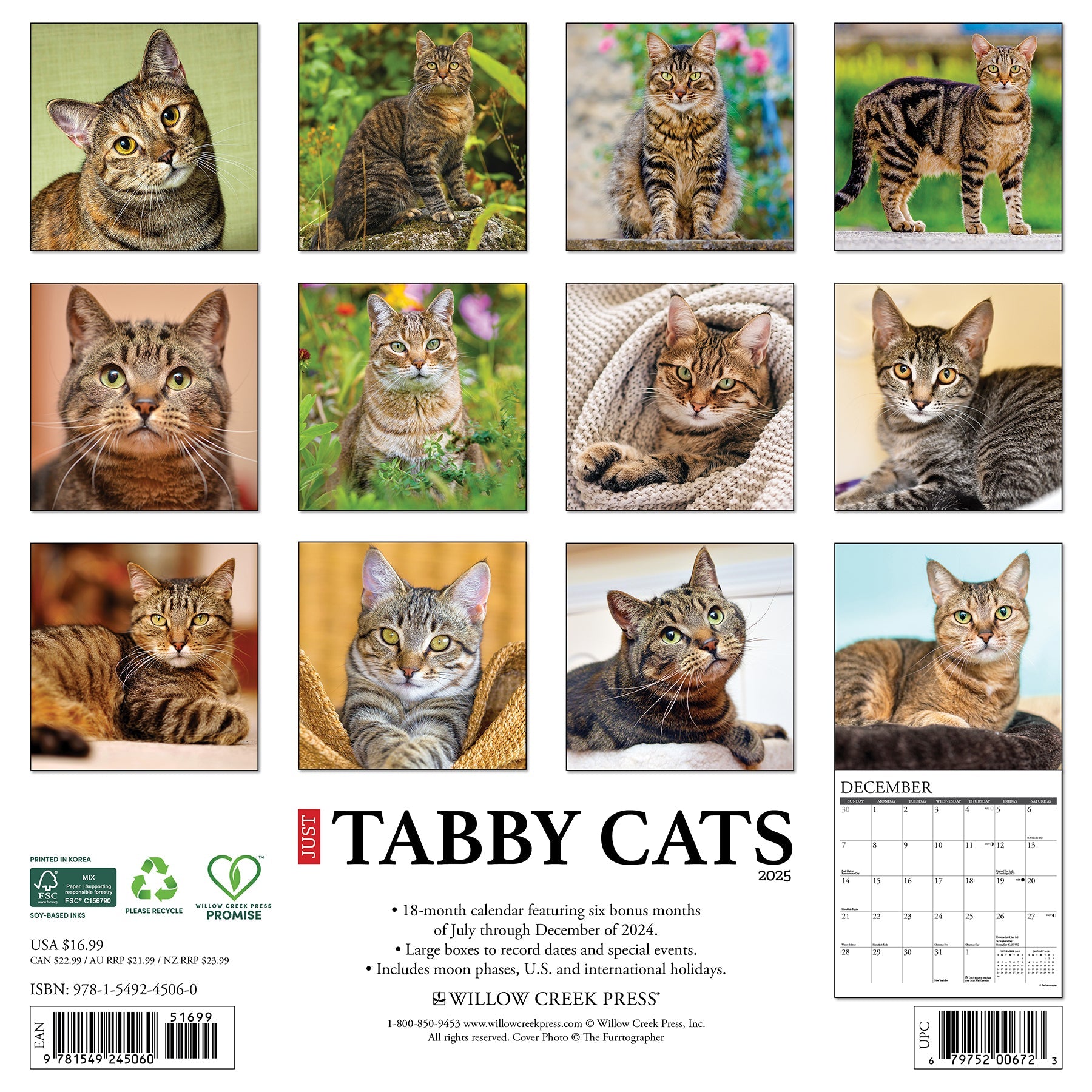 2025 Tabby Cats - Square Wall Calendar