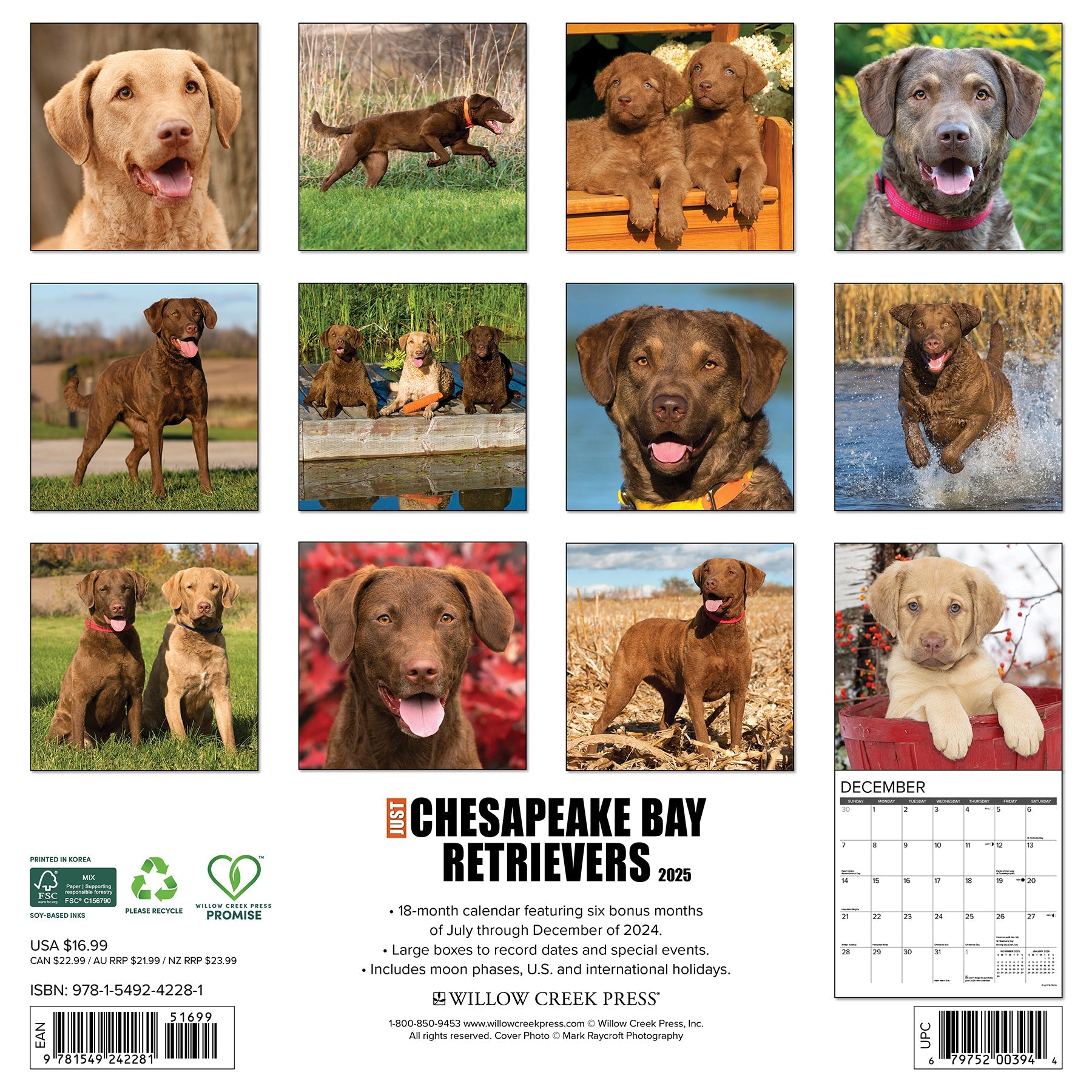 2025 Chesapeake Bay Retrievers - Square Wall Calendar