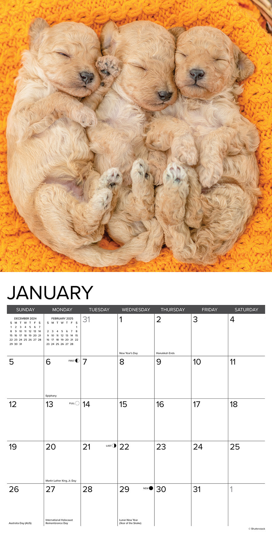 2025 Poodle Puppies - Square Wall Calendar