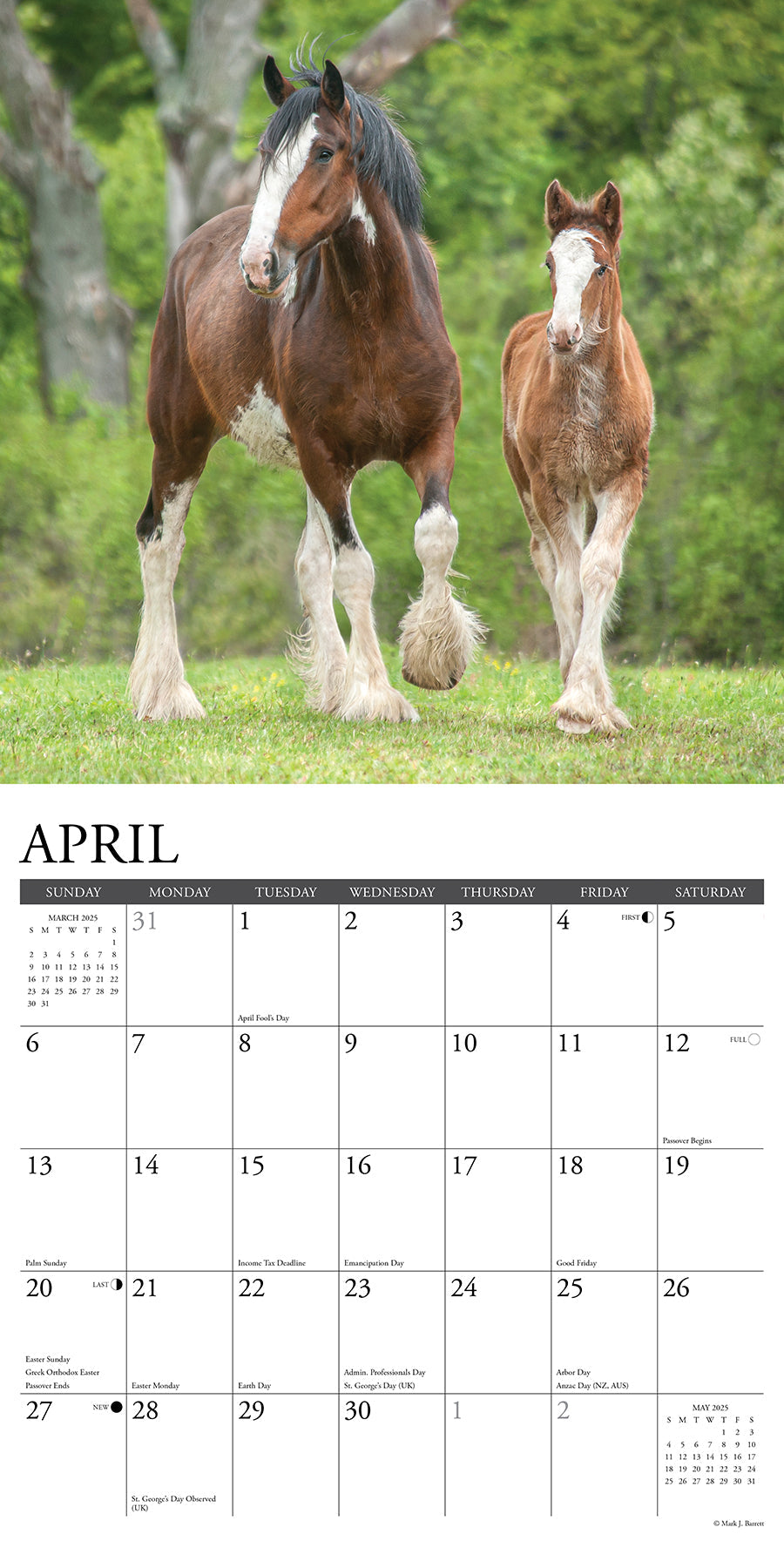 2025 Clydesdales - Square Wall Calendar