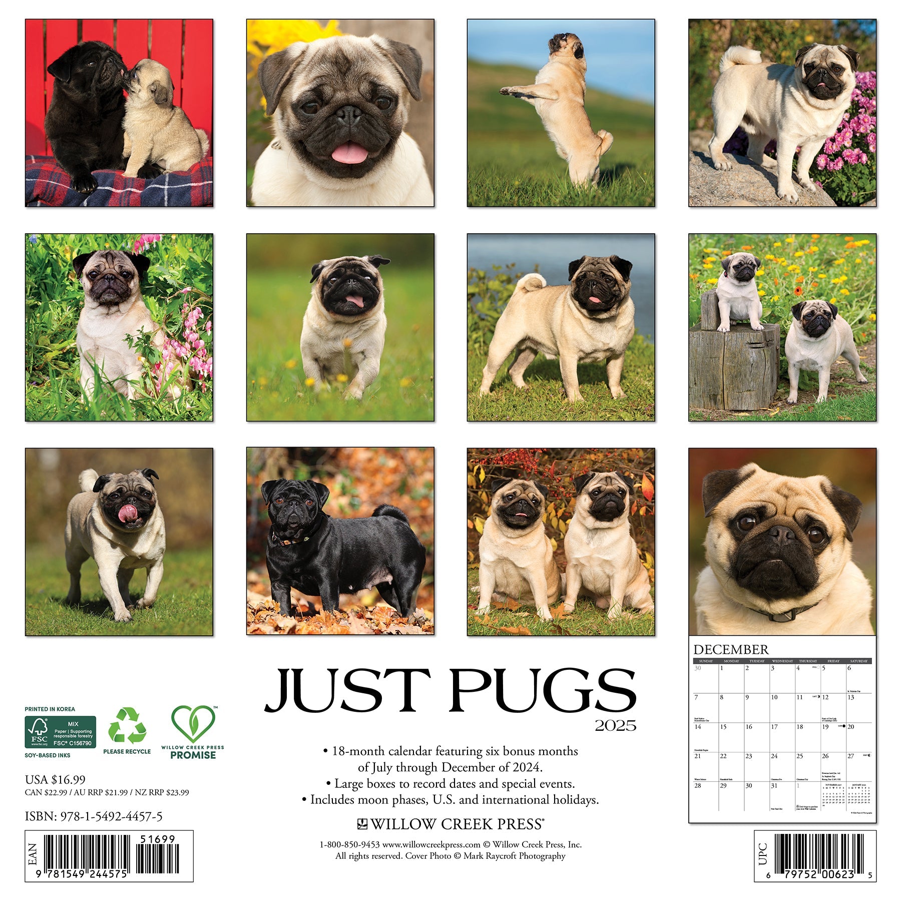 2025 Pugs - Square Wall Calendar