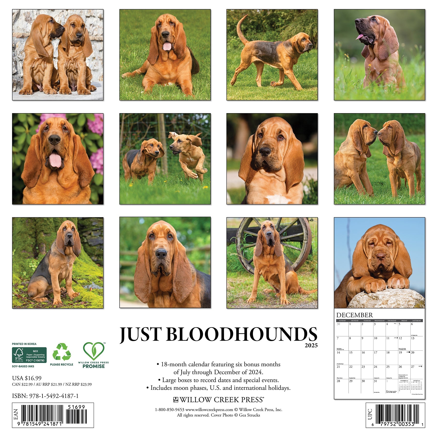 2025 Bloodhounds - Square Wall Calendar