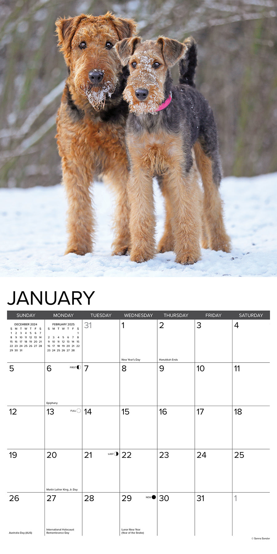 2025 Airedale Terriers - Square Wall Calendar