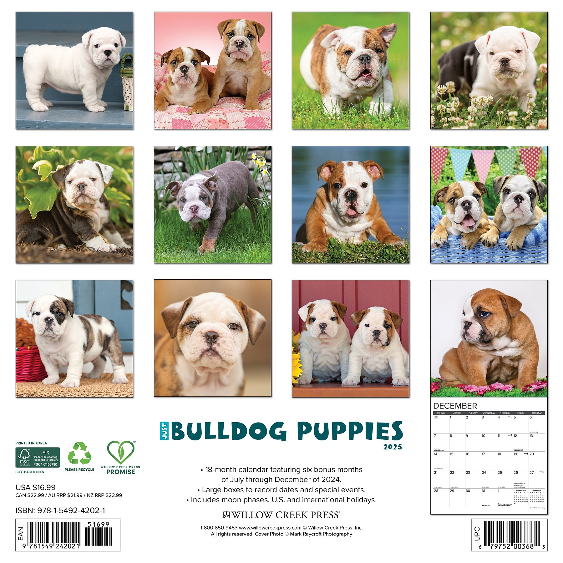 2025 Bulldog Puppies - Square Wall Calendar