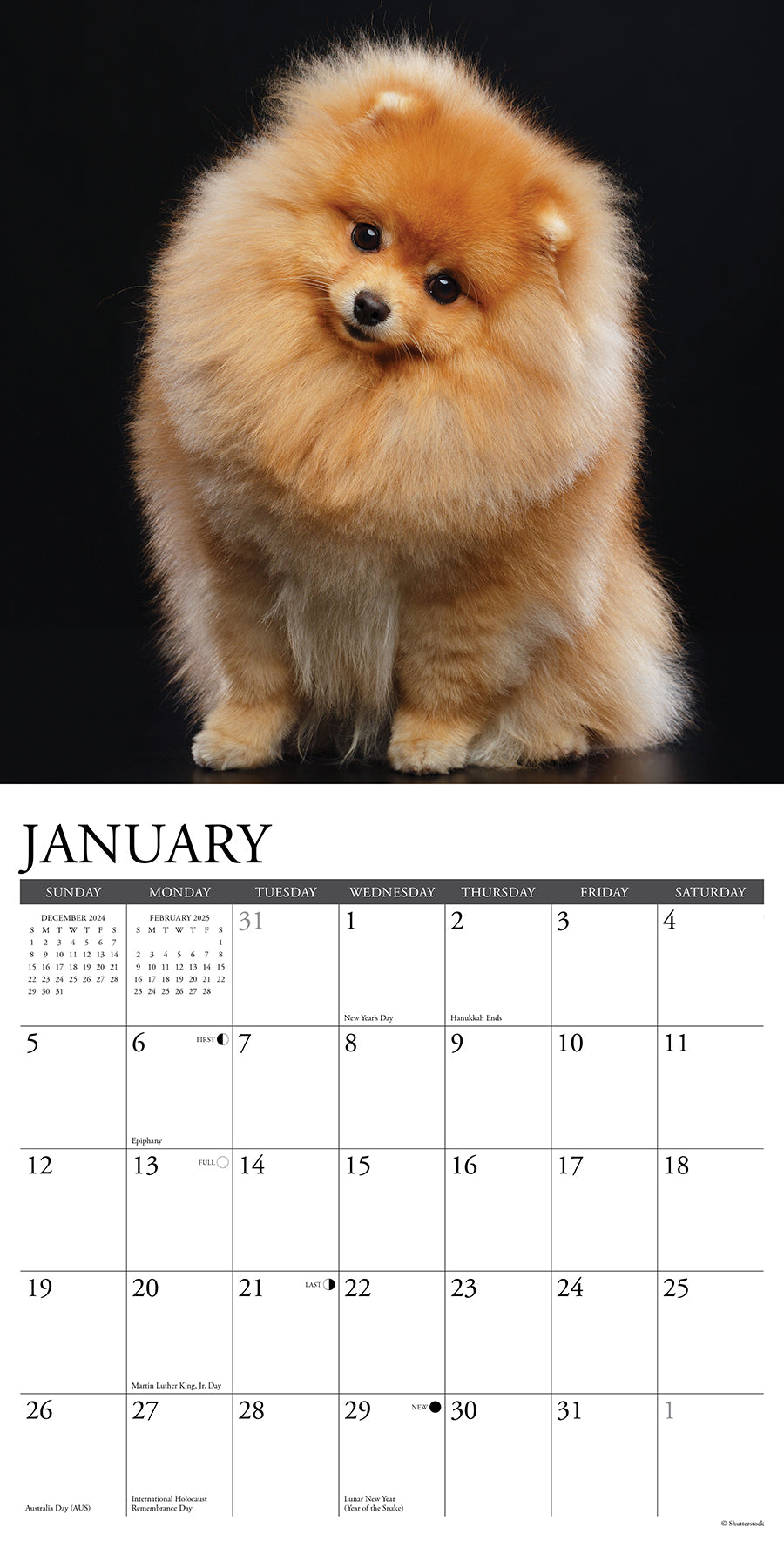 2025 Pomeranians - Square Wall Calendar