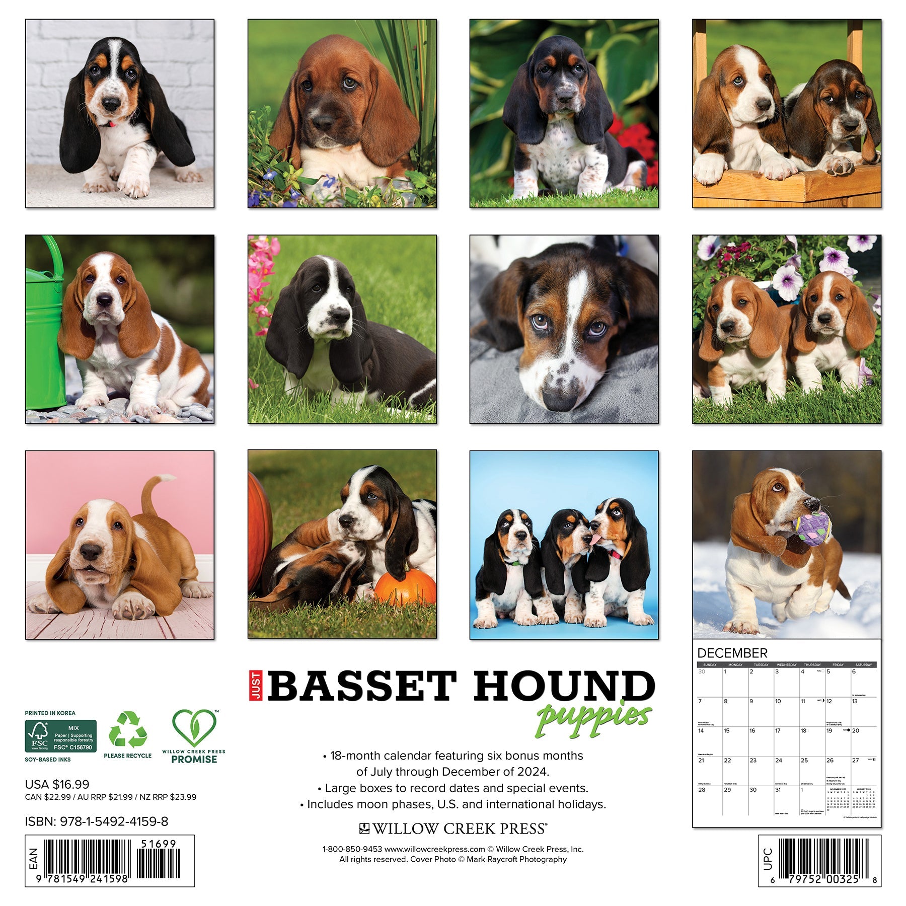 2025 Basset Hound Puppies - Square Wall Calendar