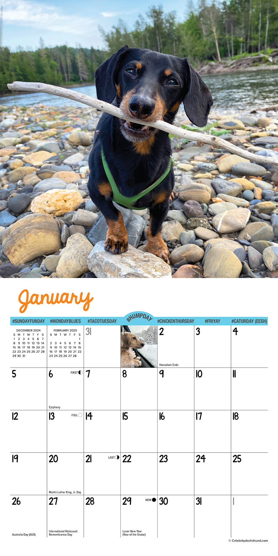 2025 Crusoe the Celebrity Dachshund - Mini Wall Calendar