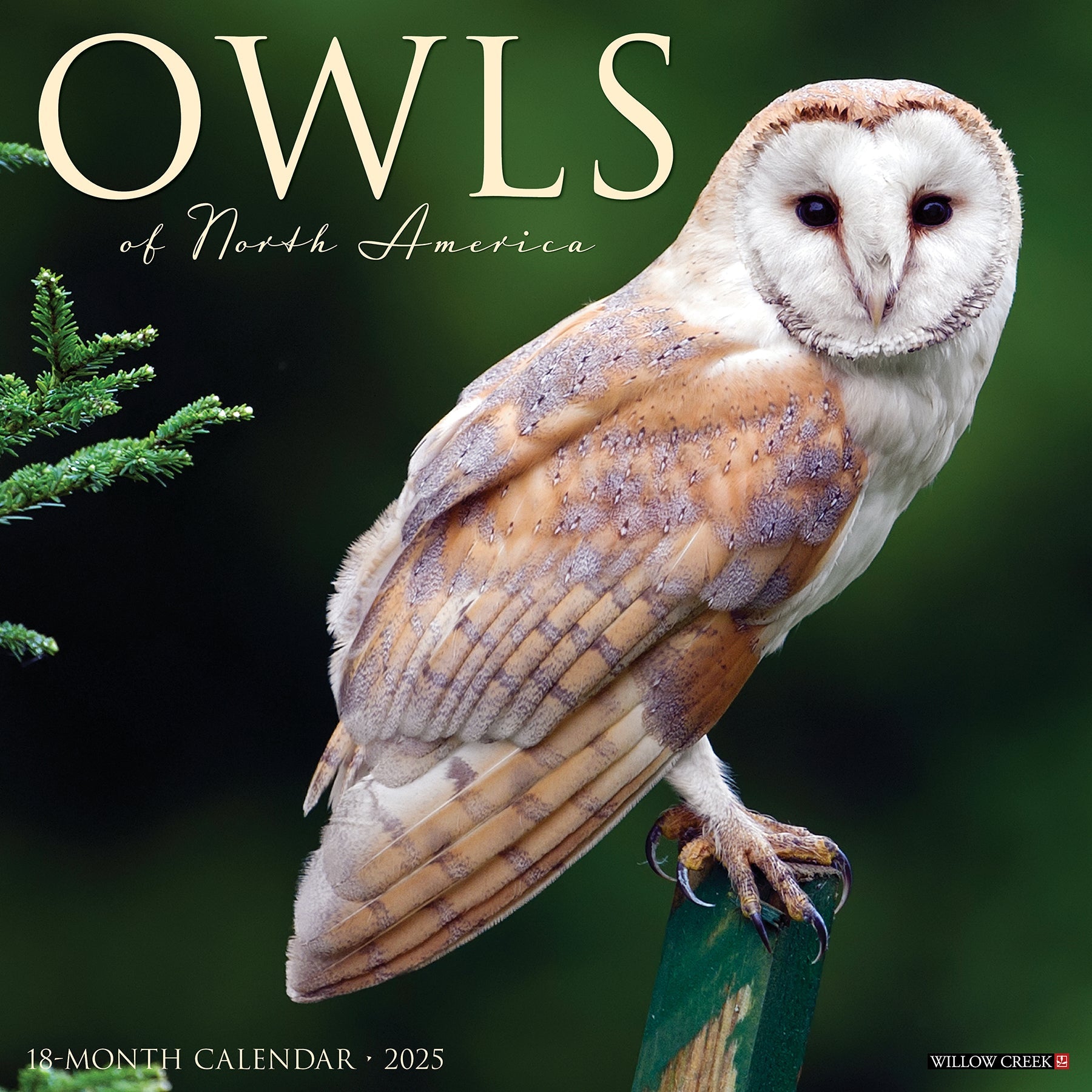 2025 Owls - Square Wall Calendar