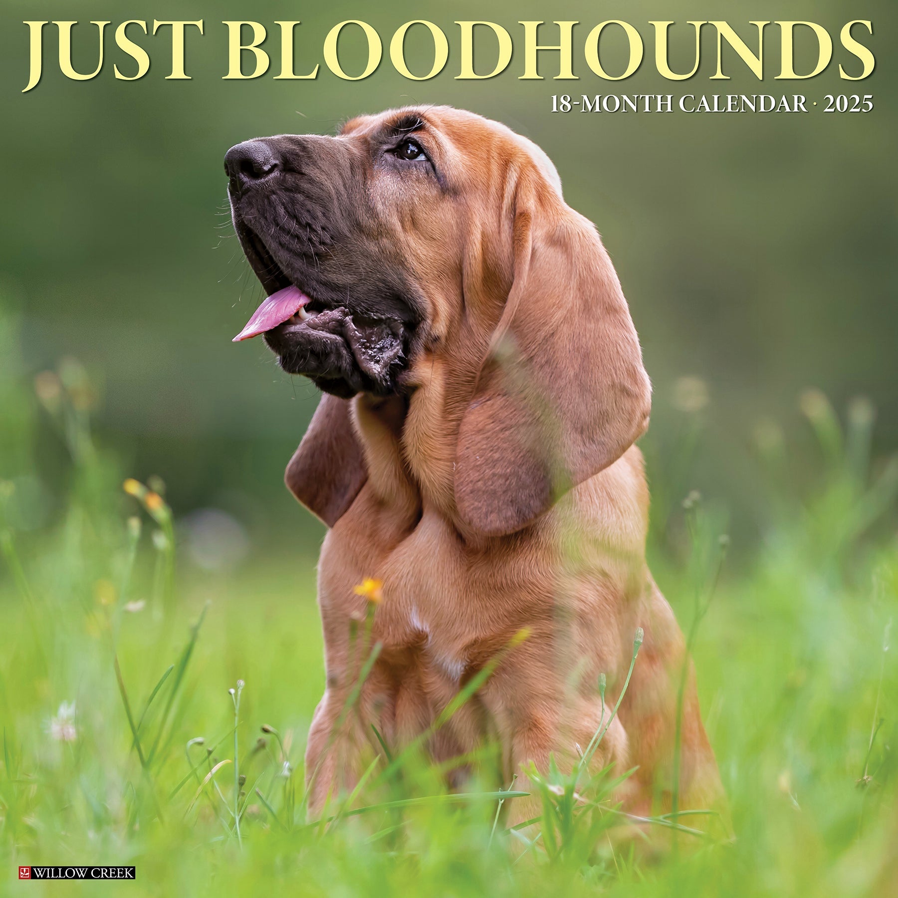2025 Bloodhounds - Square Wall Calendar