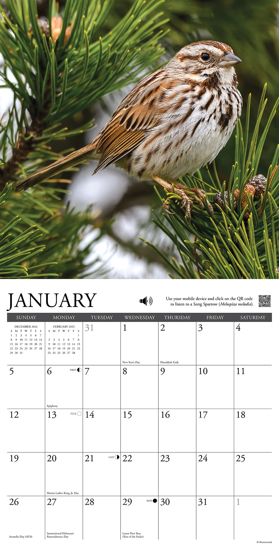 2025 Songbirds - Square Wall Calendar