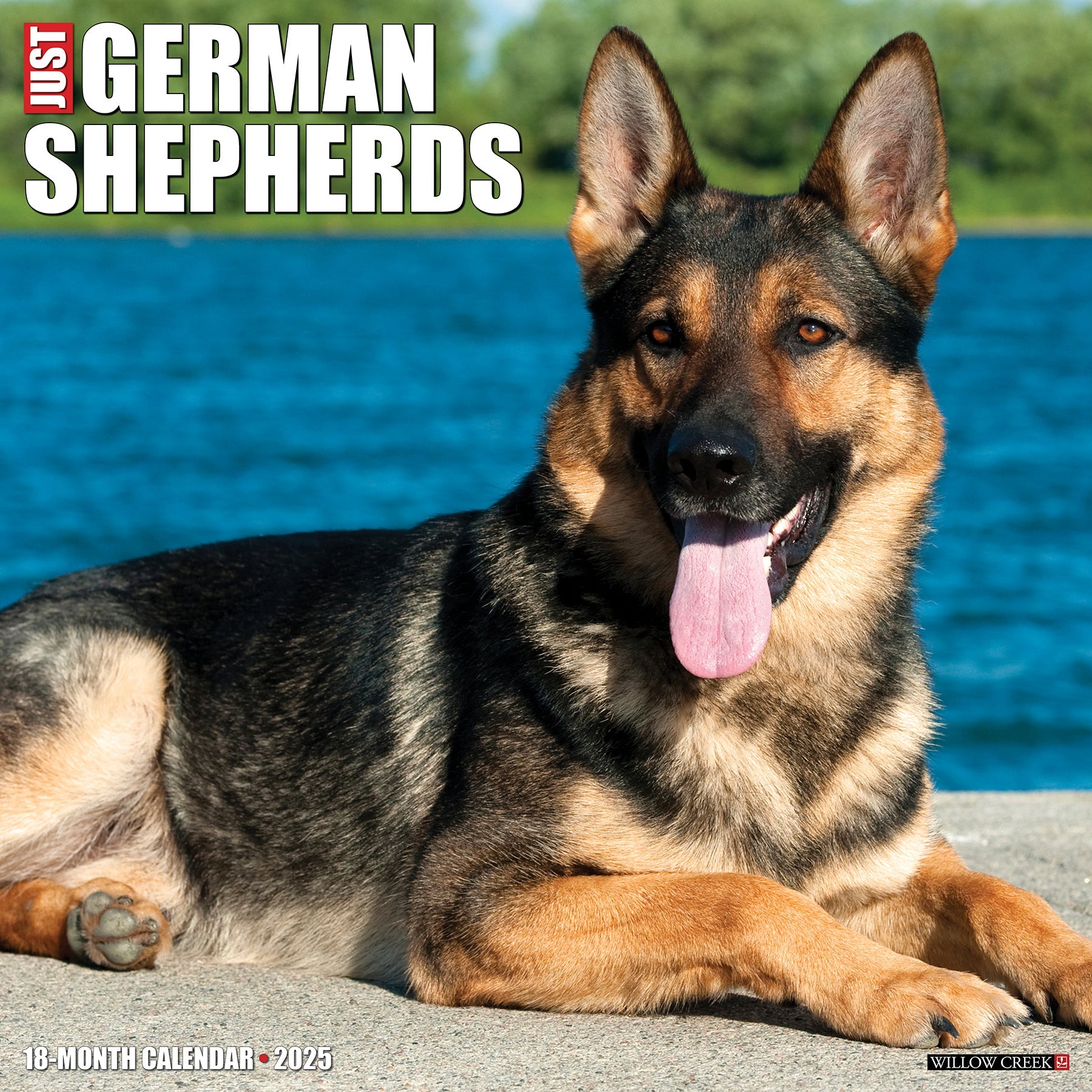 2025 German Shepherds - Square Wall Calendar