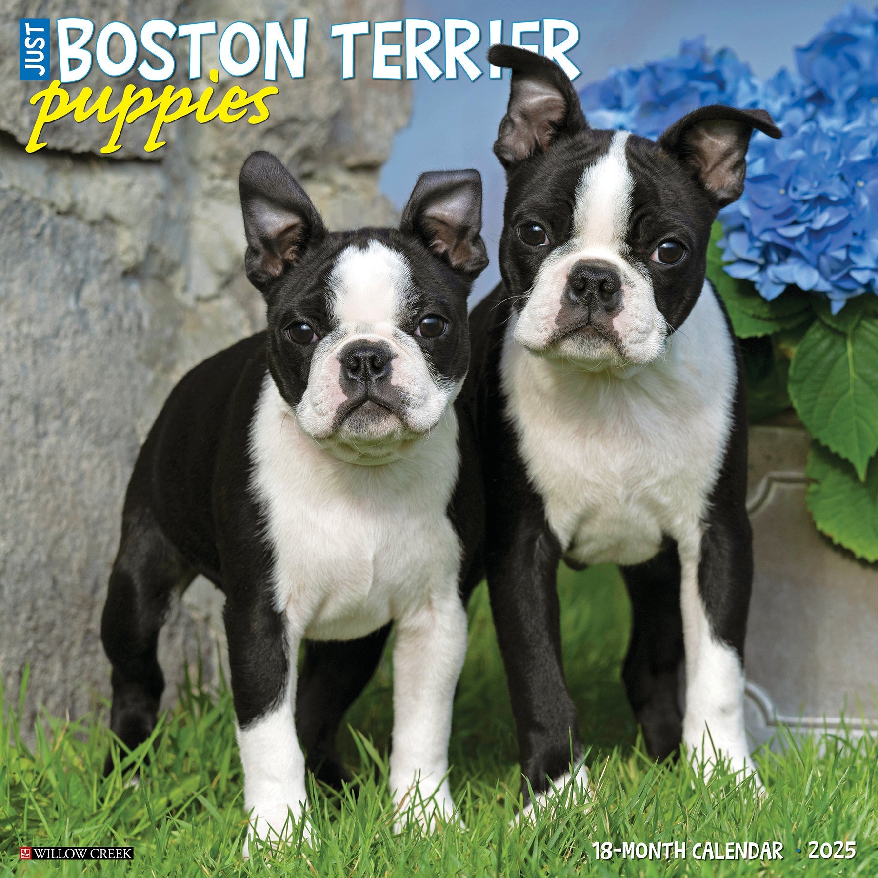 2025 Boston Terrier Puppies - Square Wall Calendar