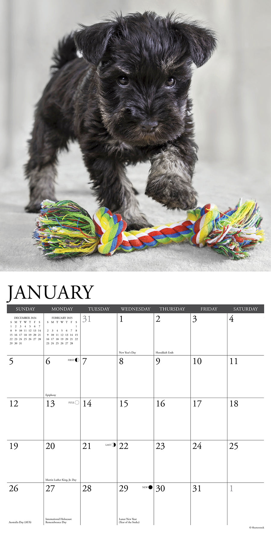 2025 Schnauzer Puppies - Square Wall Calendar