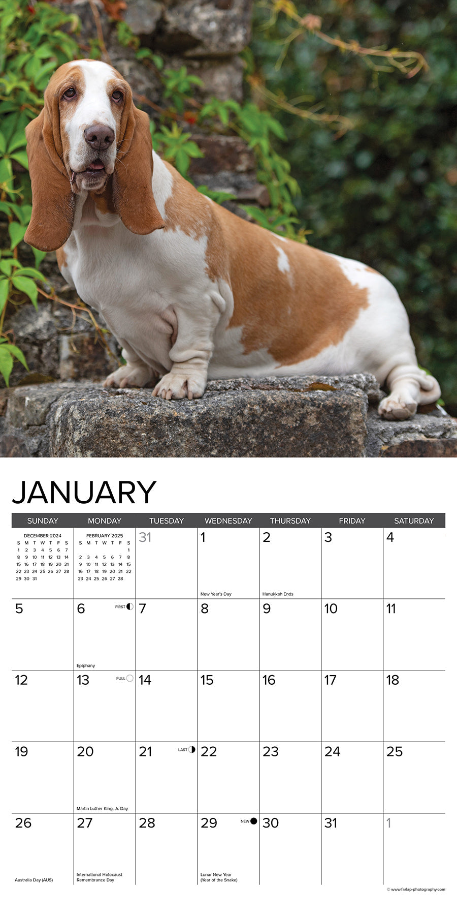 2025 Basset Hounds - Square Wall Calendar