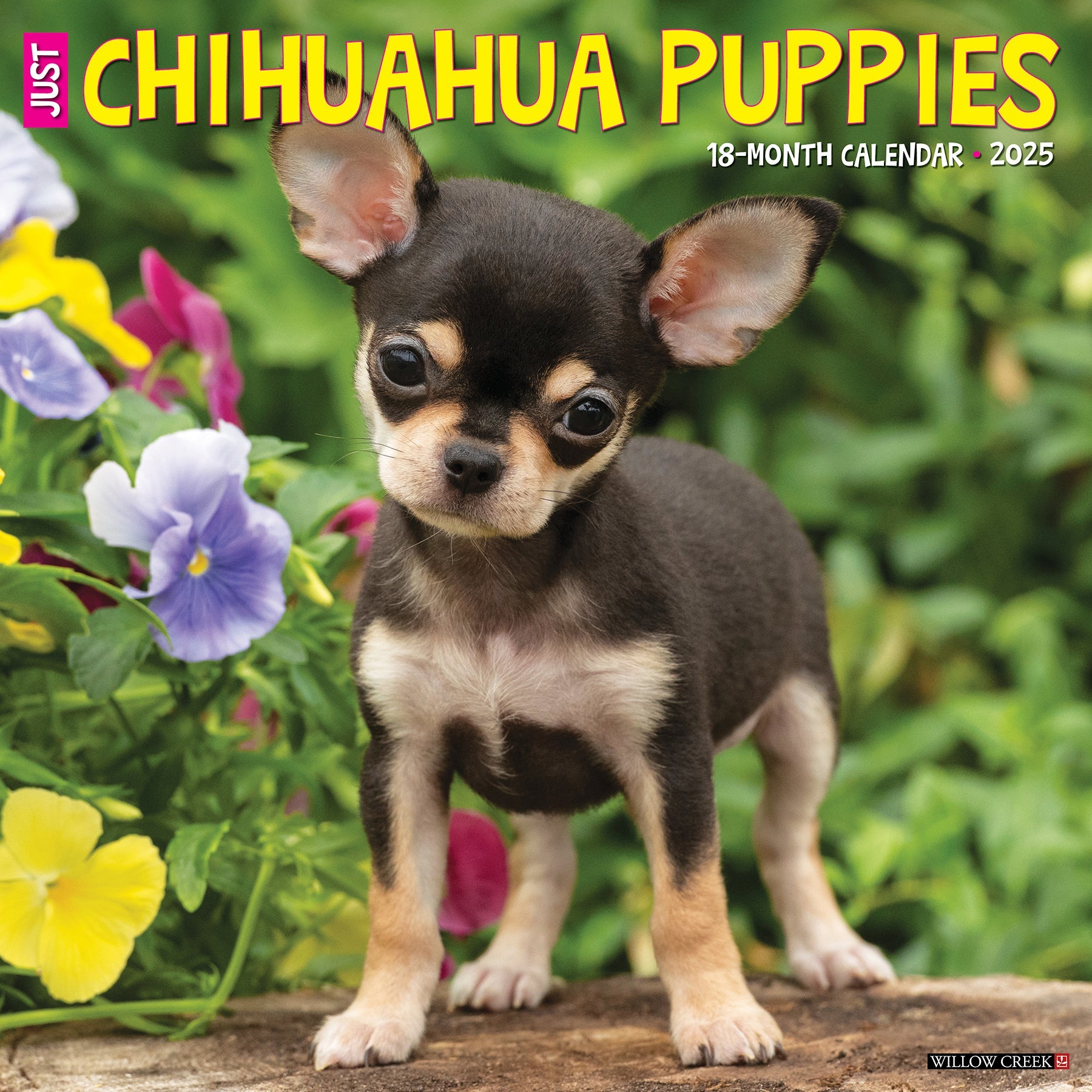 2025 Chihuahua Puppies - Square Wall Calendar