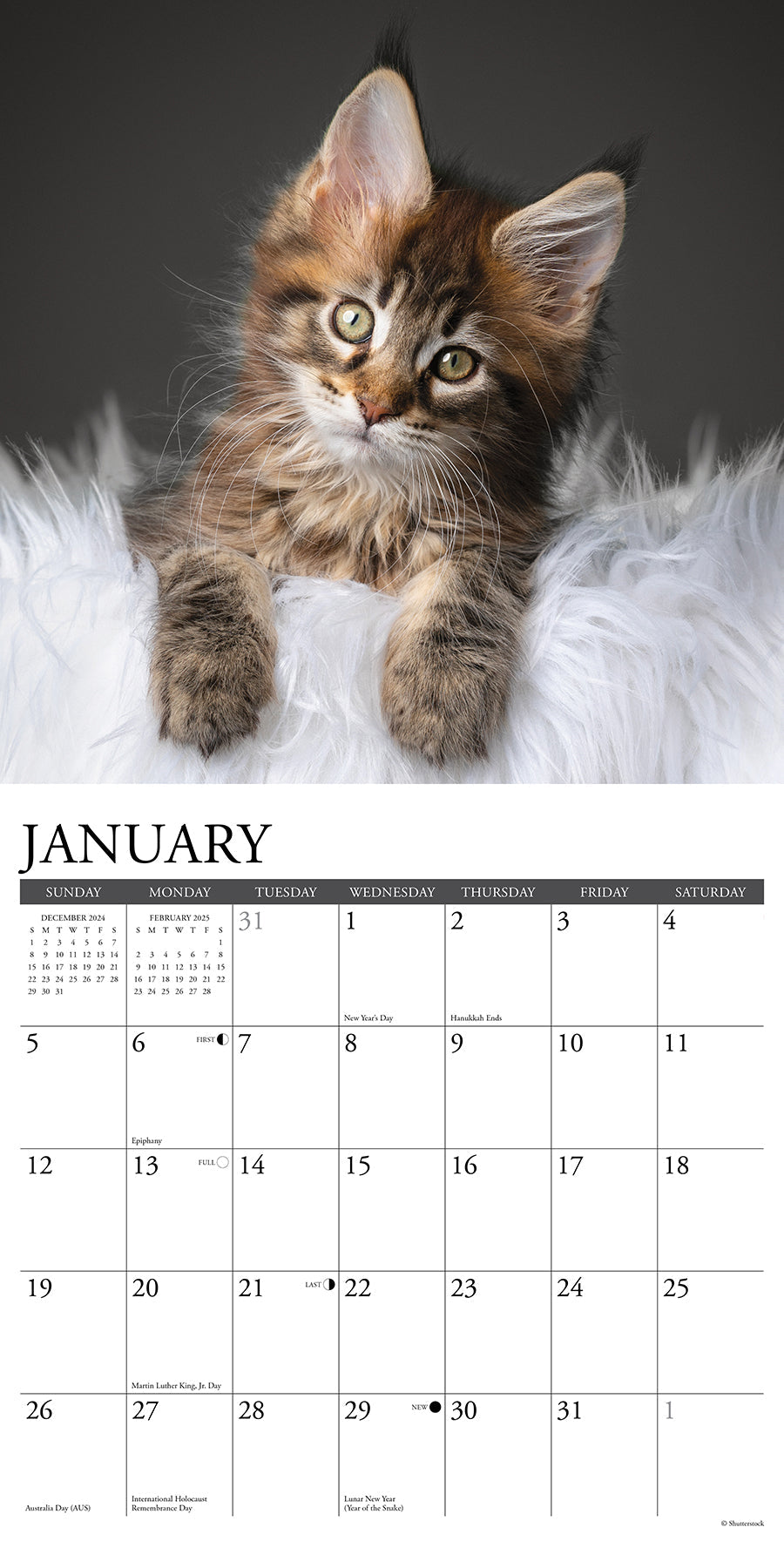 2025 Maine Coon Kittens - Square Wall Calendar