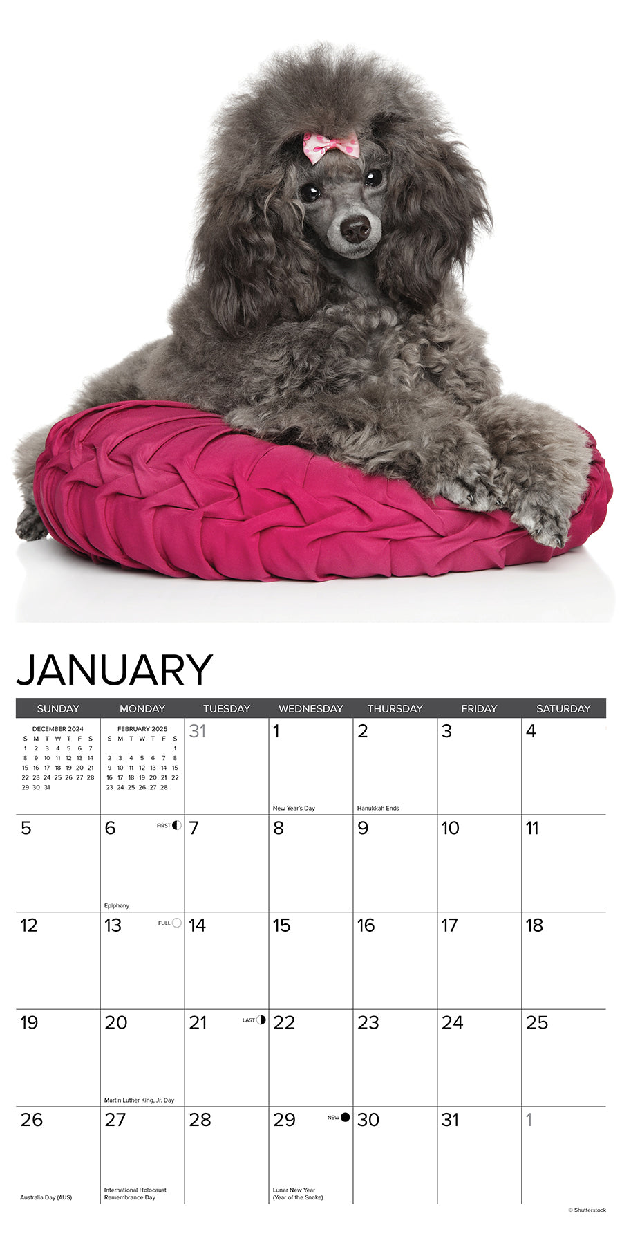 2025 Toy & Miniature Poodles - Square Wall Calendar