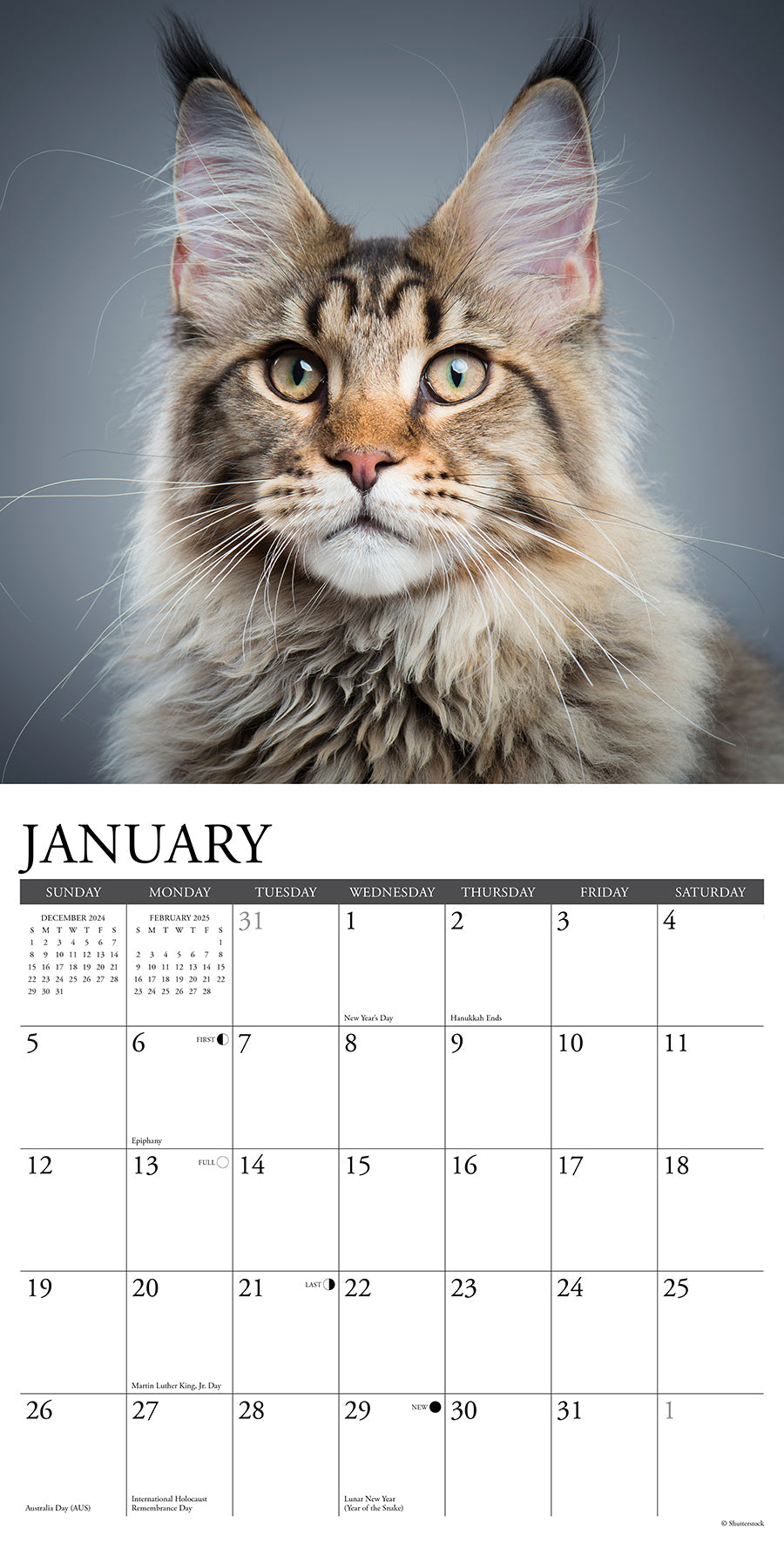 2025 Maine Coon Cats - Square Wall Calendar