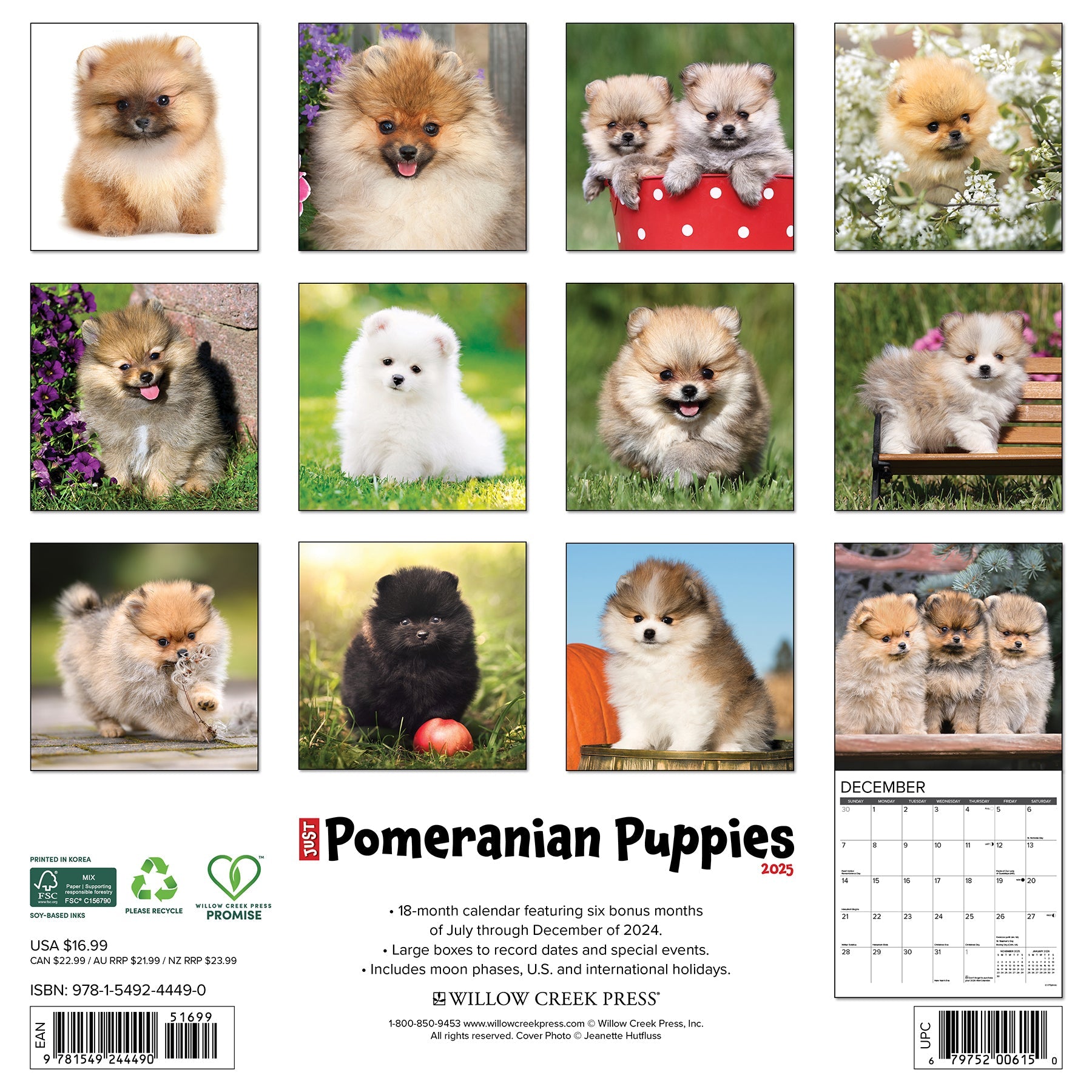 2025 Pomeranian Puppies - Square Wall Calendar