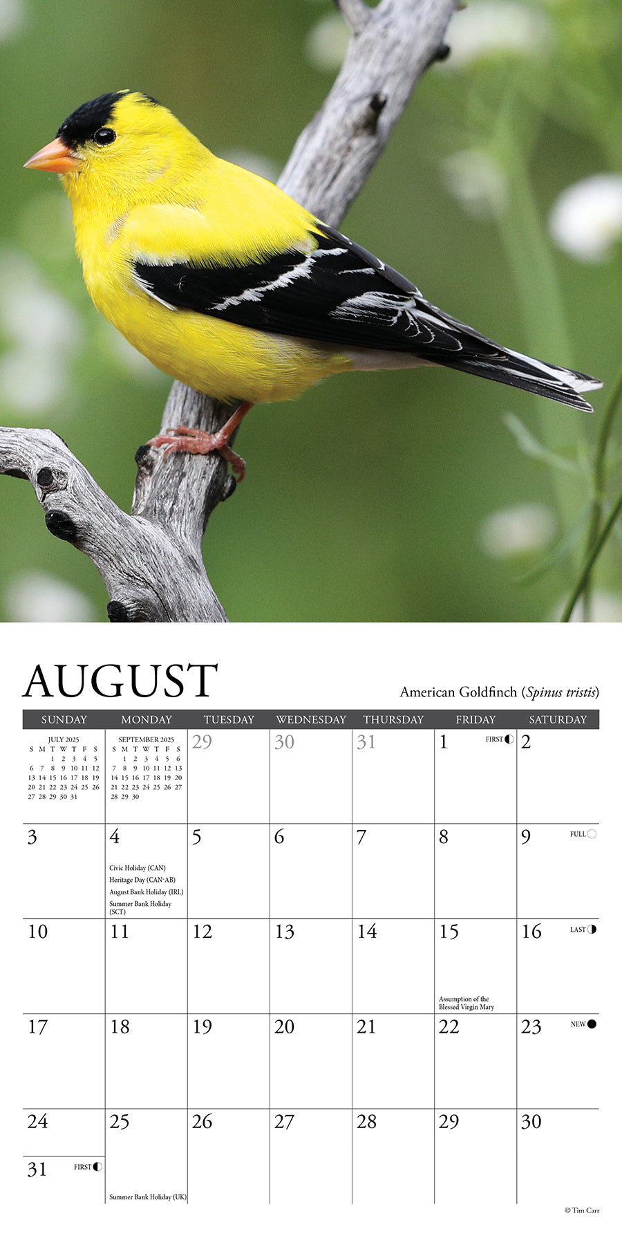 2025 Backyard Birds - Mini Wall Calendar