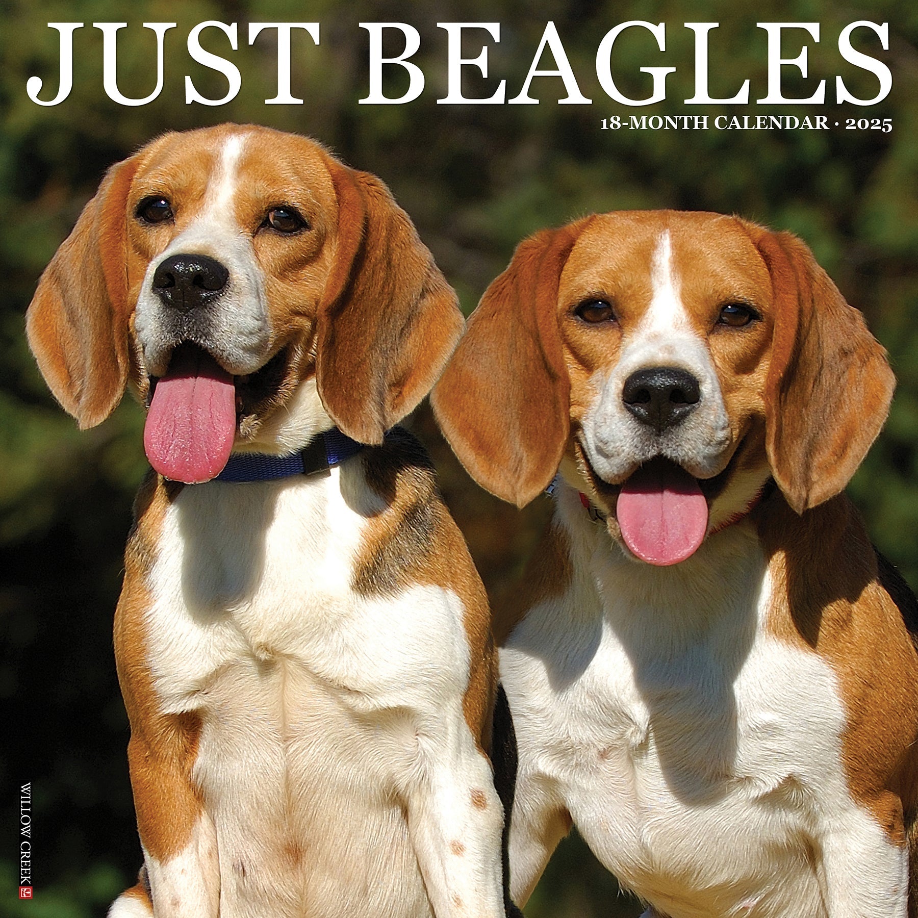 2025 Beagles - Square Wall Calendar