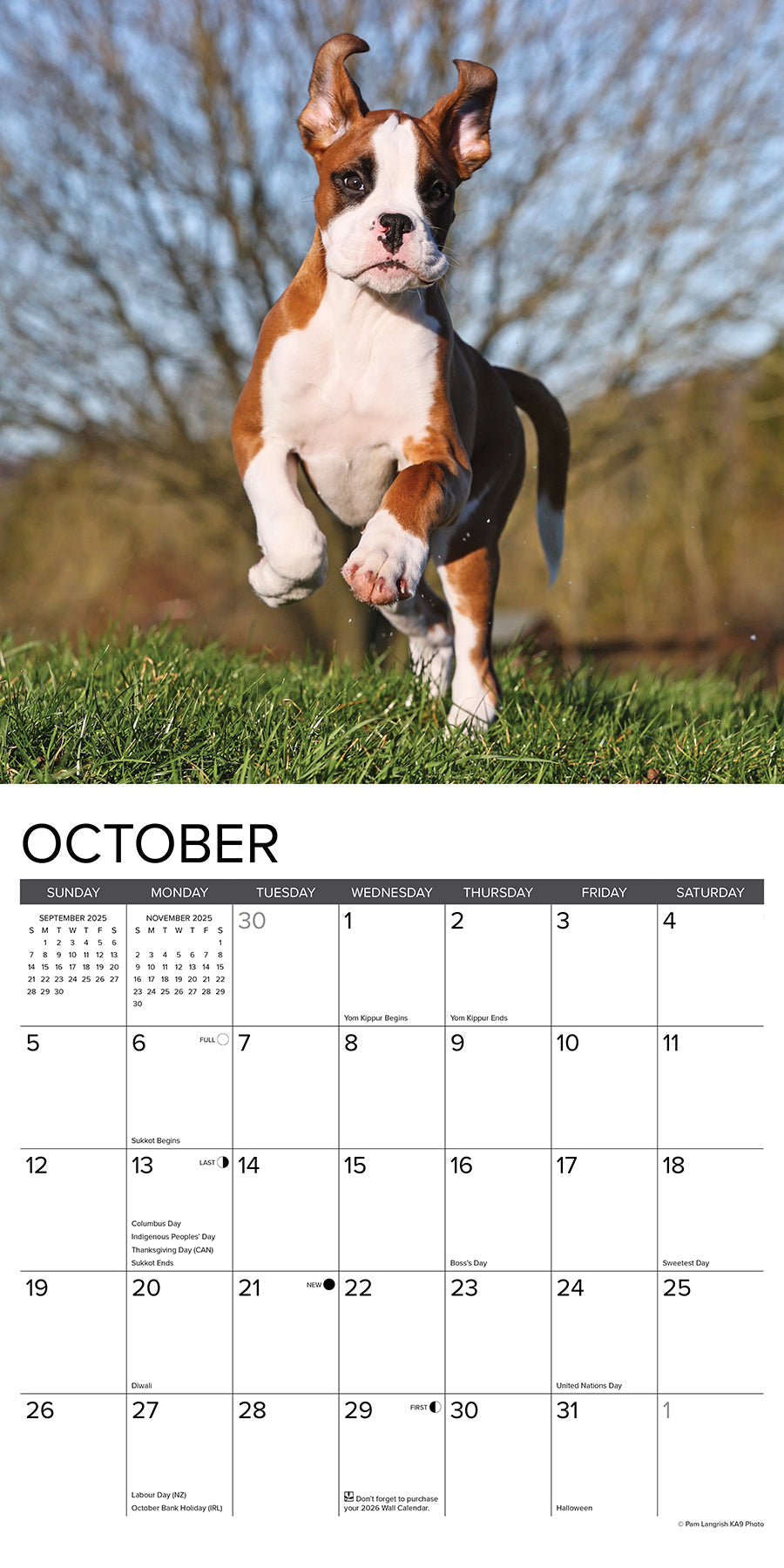 2025 Boxer Puppies - Square Wall Calendar