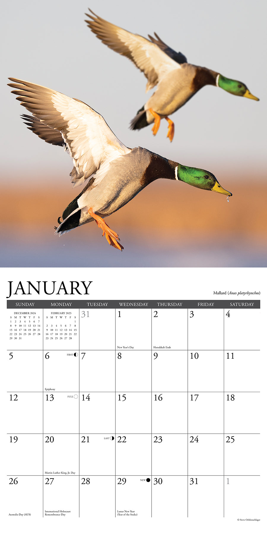 2025 Waterfowl - Square Wall Calendar