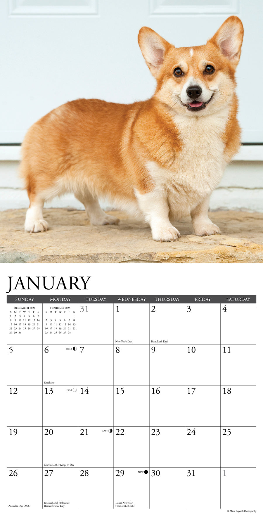 2025 Pembroke Corgis - Square Wall Calendar