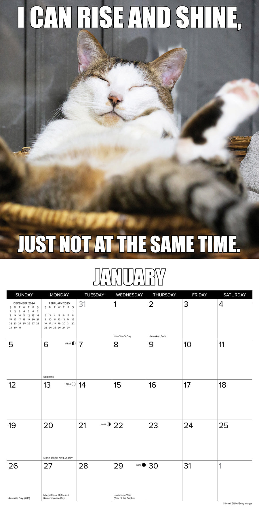 2025 Cat-astrophe - Square Wall Calendar