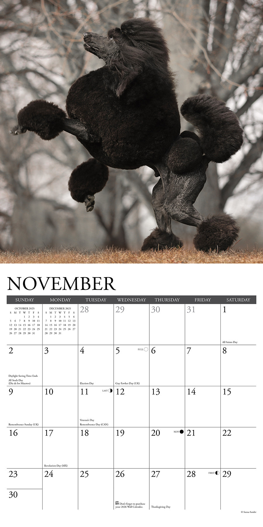 2025 Poodles - Square Wall Calendar