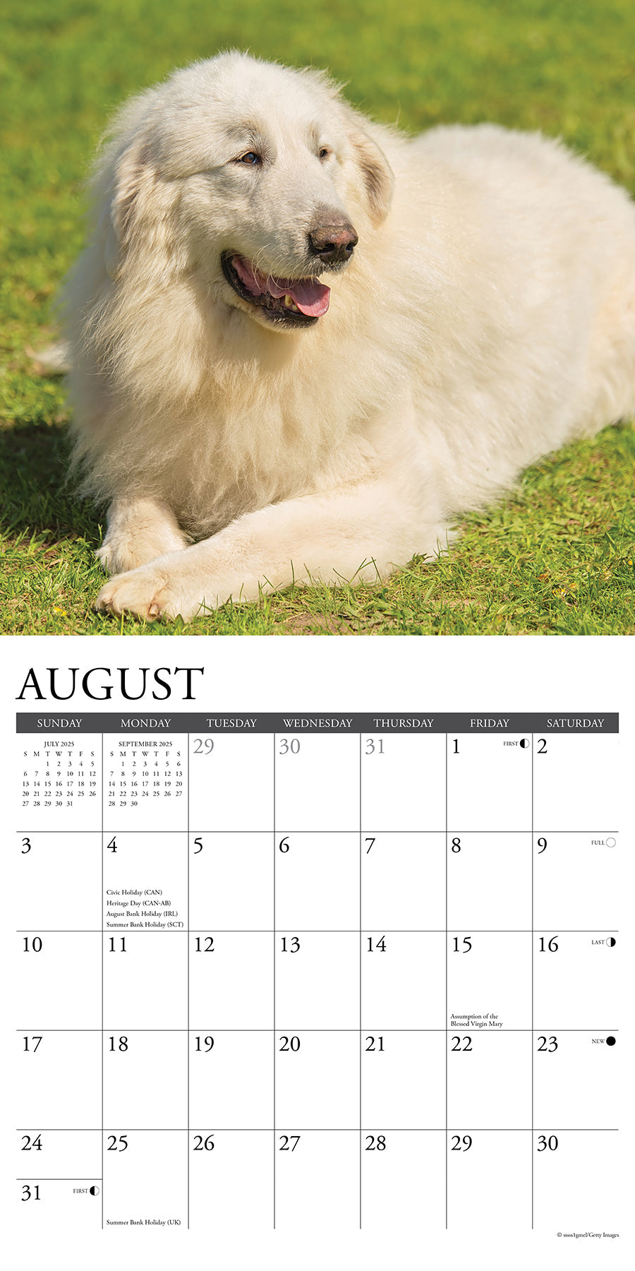 2025 Great Pyrenees - Square Wall Calendar