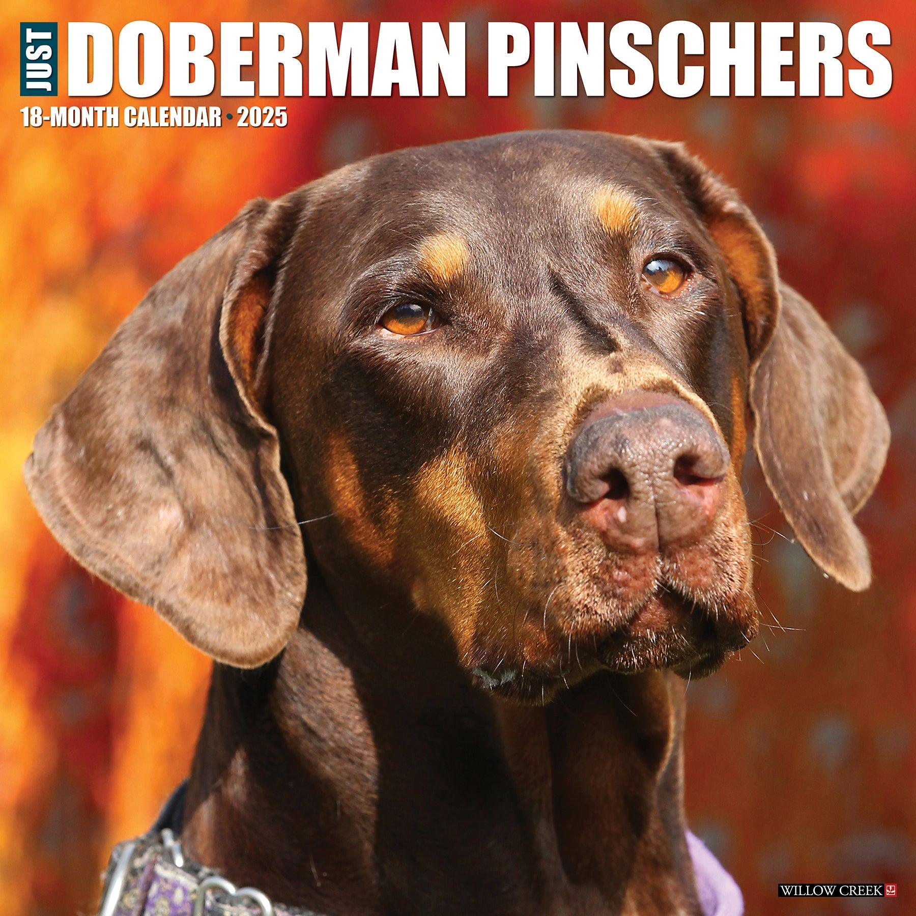 2025 Doberman Pinschers - Square Wall Calendar