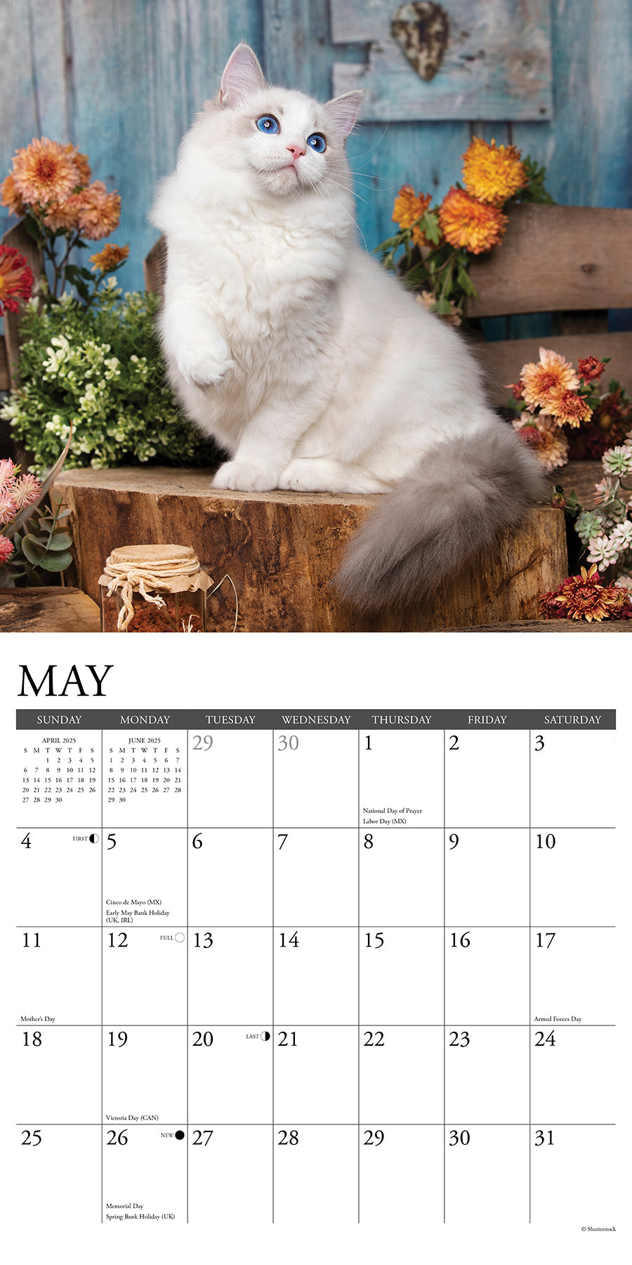 2025 Ragdoll Cats - Square Wall Calendar