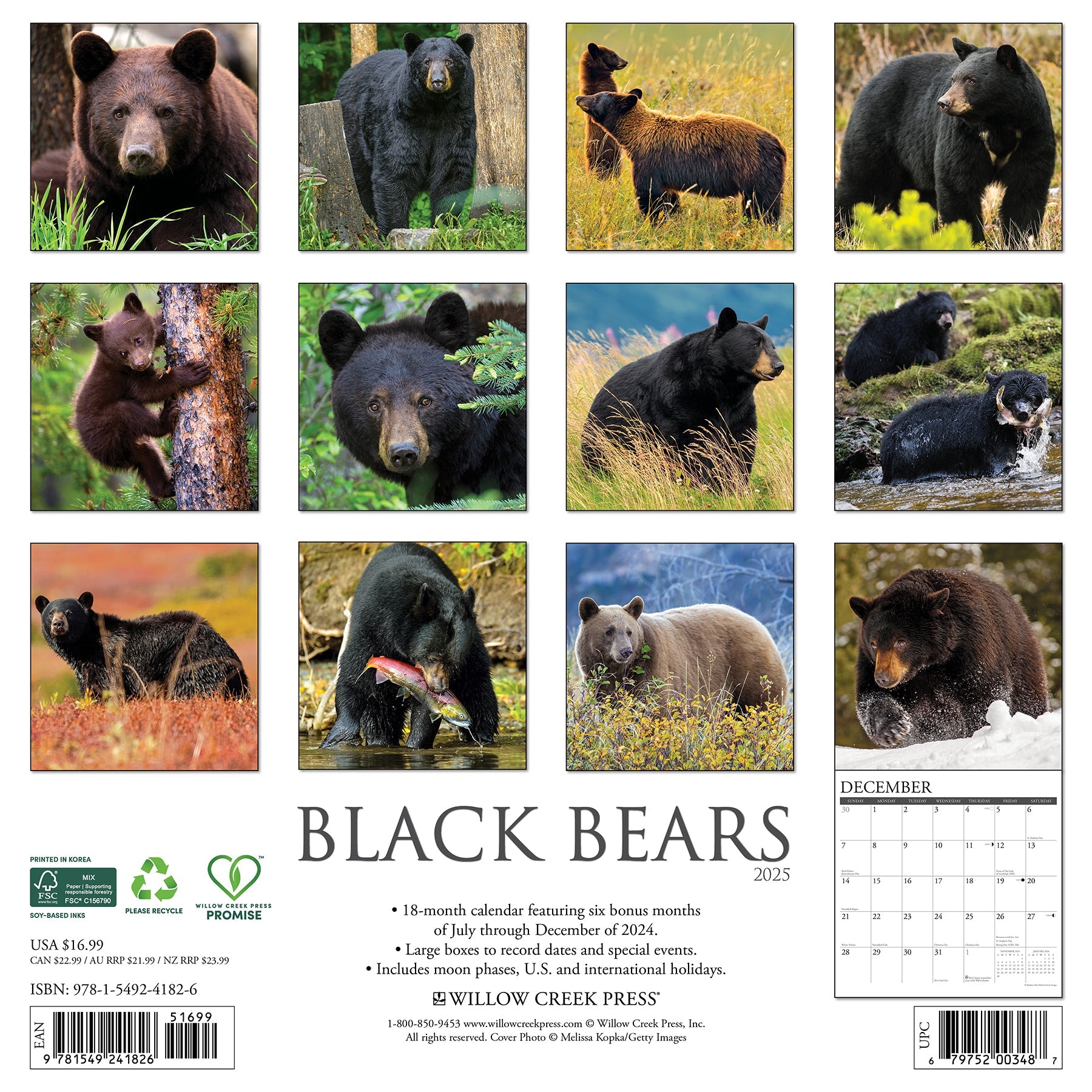 2025 Black Bears - Square Wall Calendar