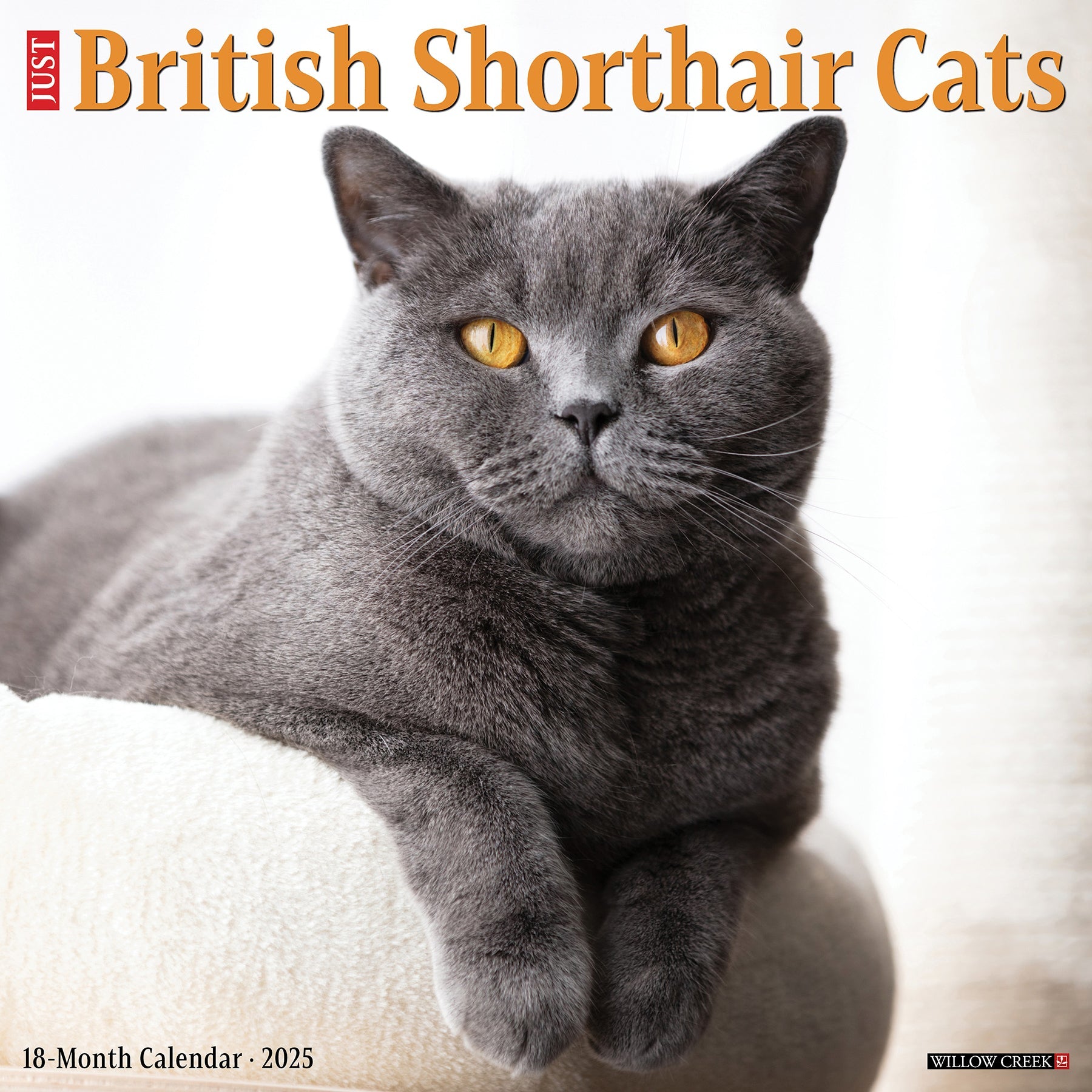 2025 British Shorthair Cats - Square Wall Calendar