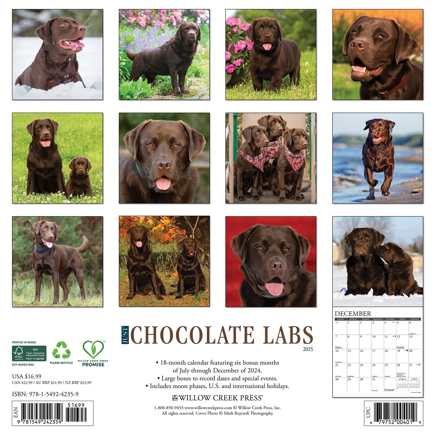 2025 Chocolate Labs - Square Wall Calendar