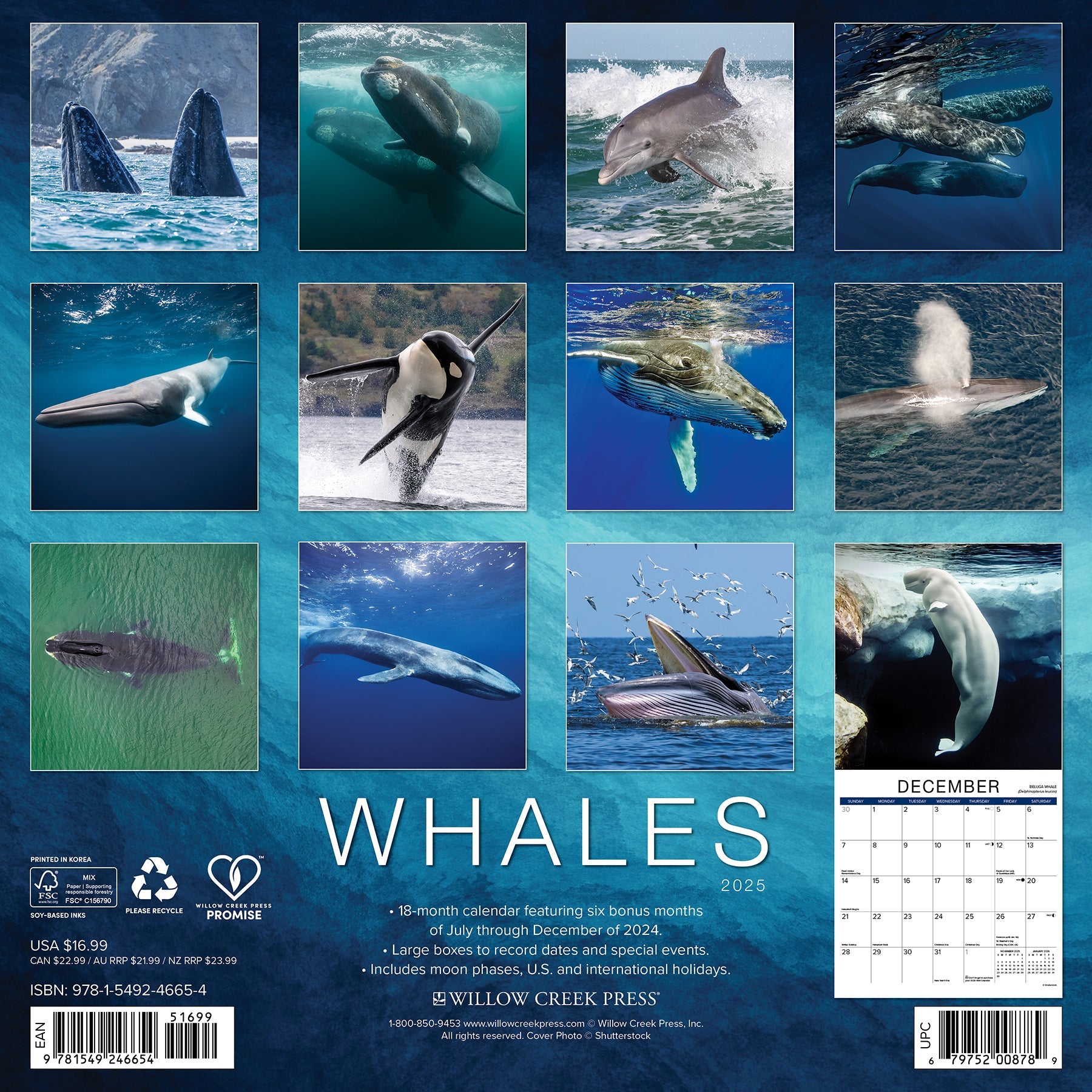 2025 Whales - Square Wall Calendar