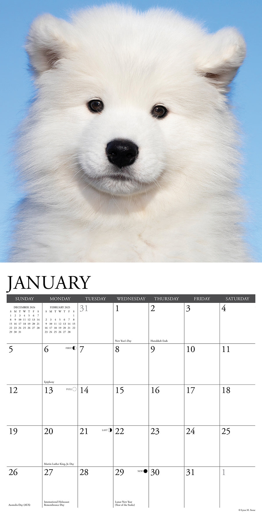 2025 Samoyeds - Square Wall Calendar