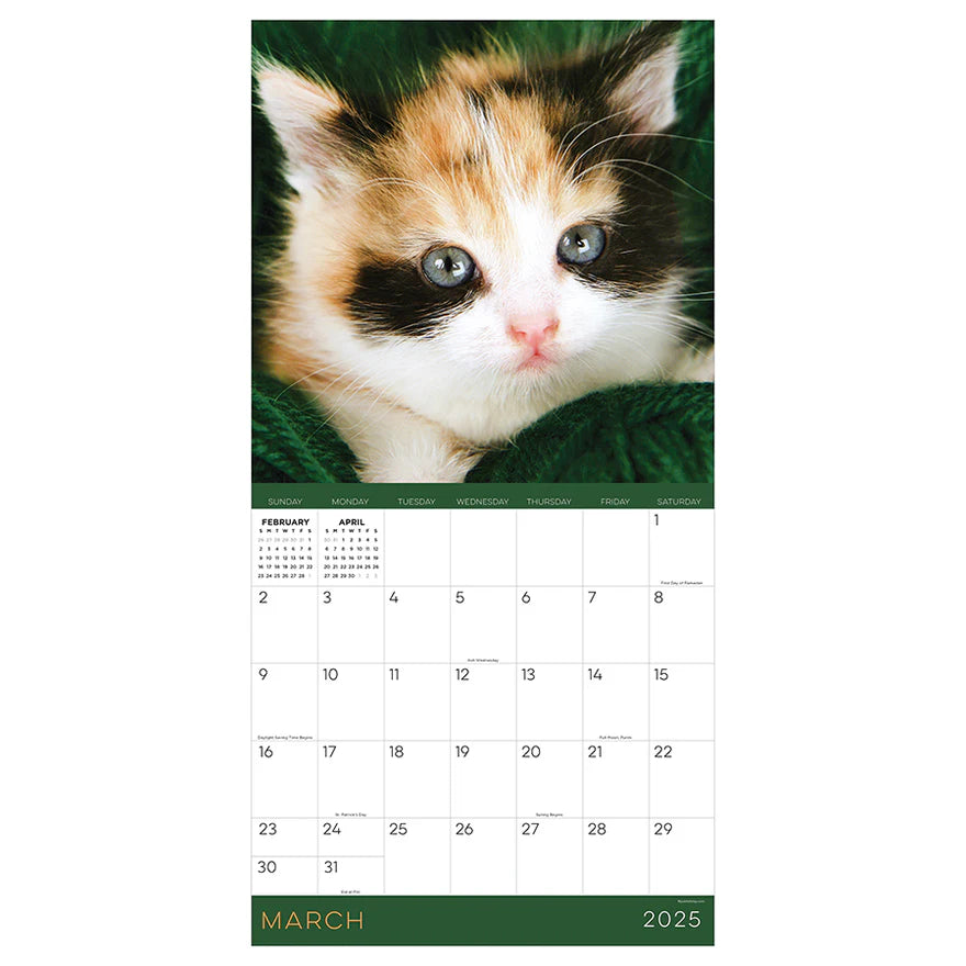 2025 Kittens - Square Wall Calendar