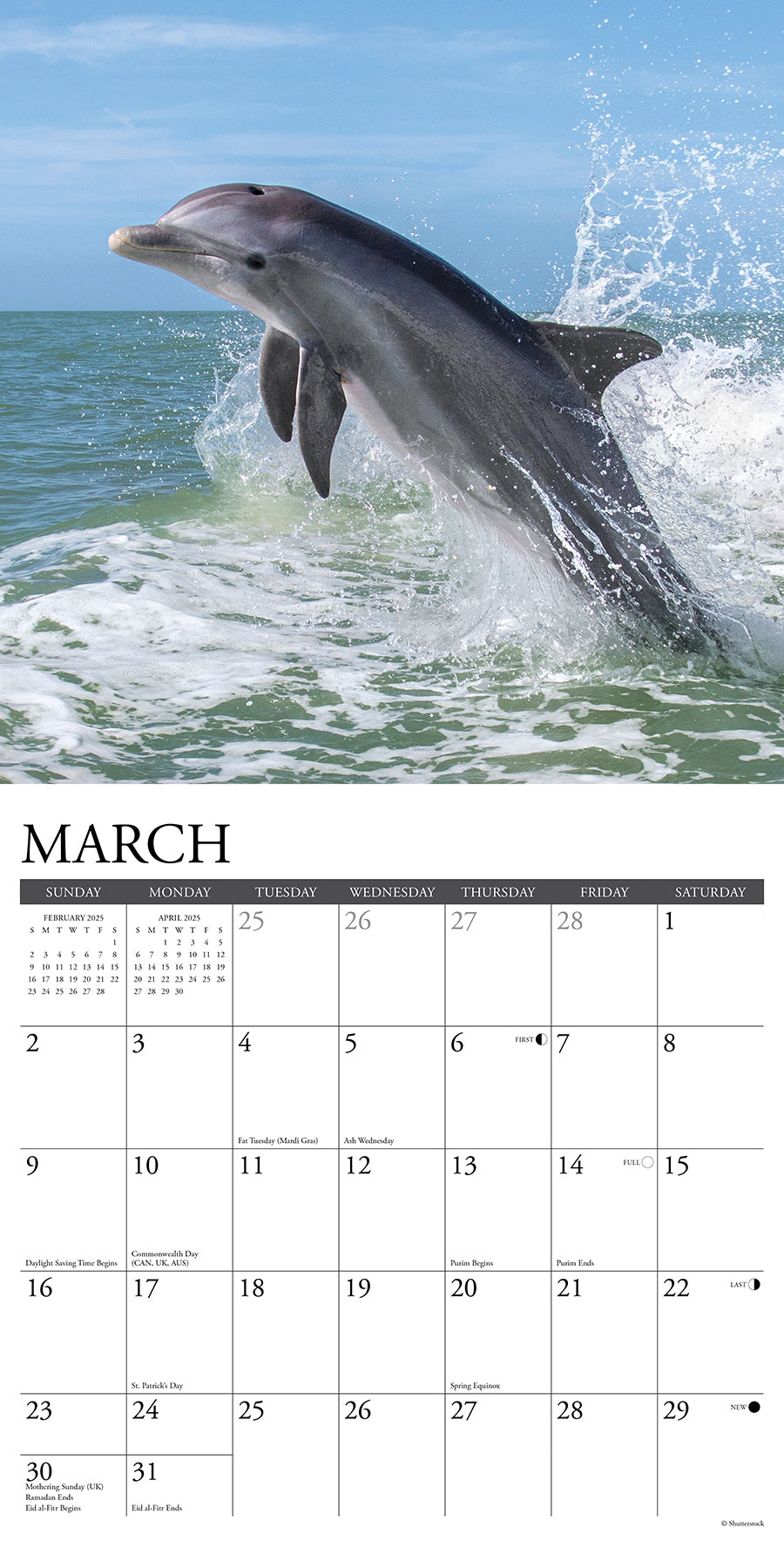 2025 Dolphins - Square Wall Calendar