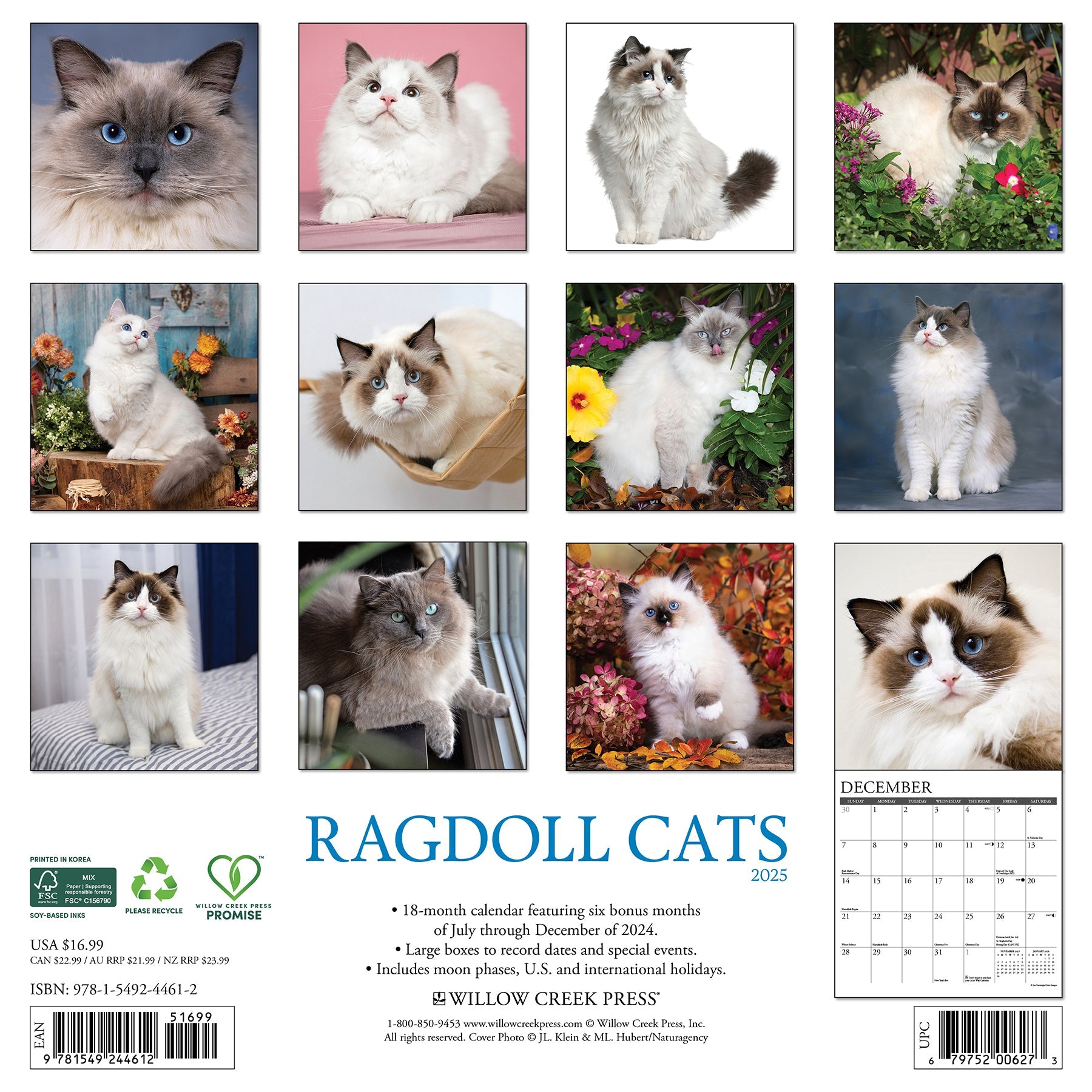 2025 Ragdoll Cats - Square Wall Calendar