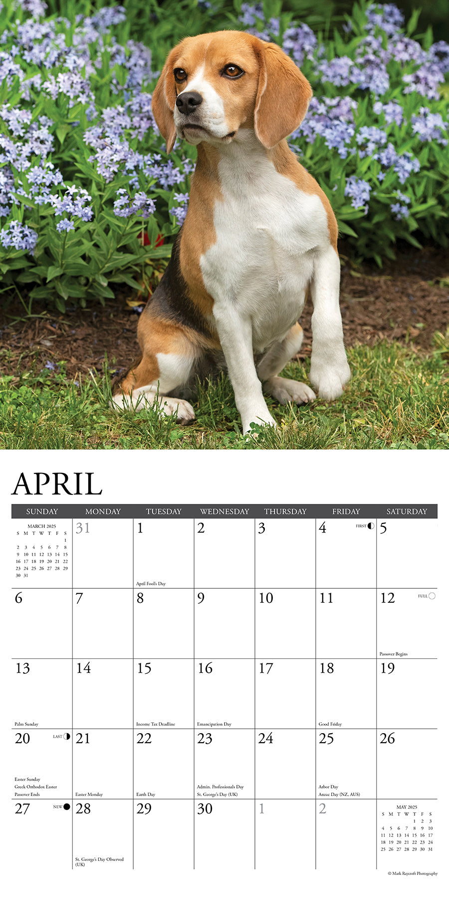 2025 Beagles - Square Wall Calendar