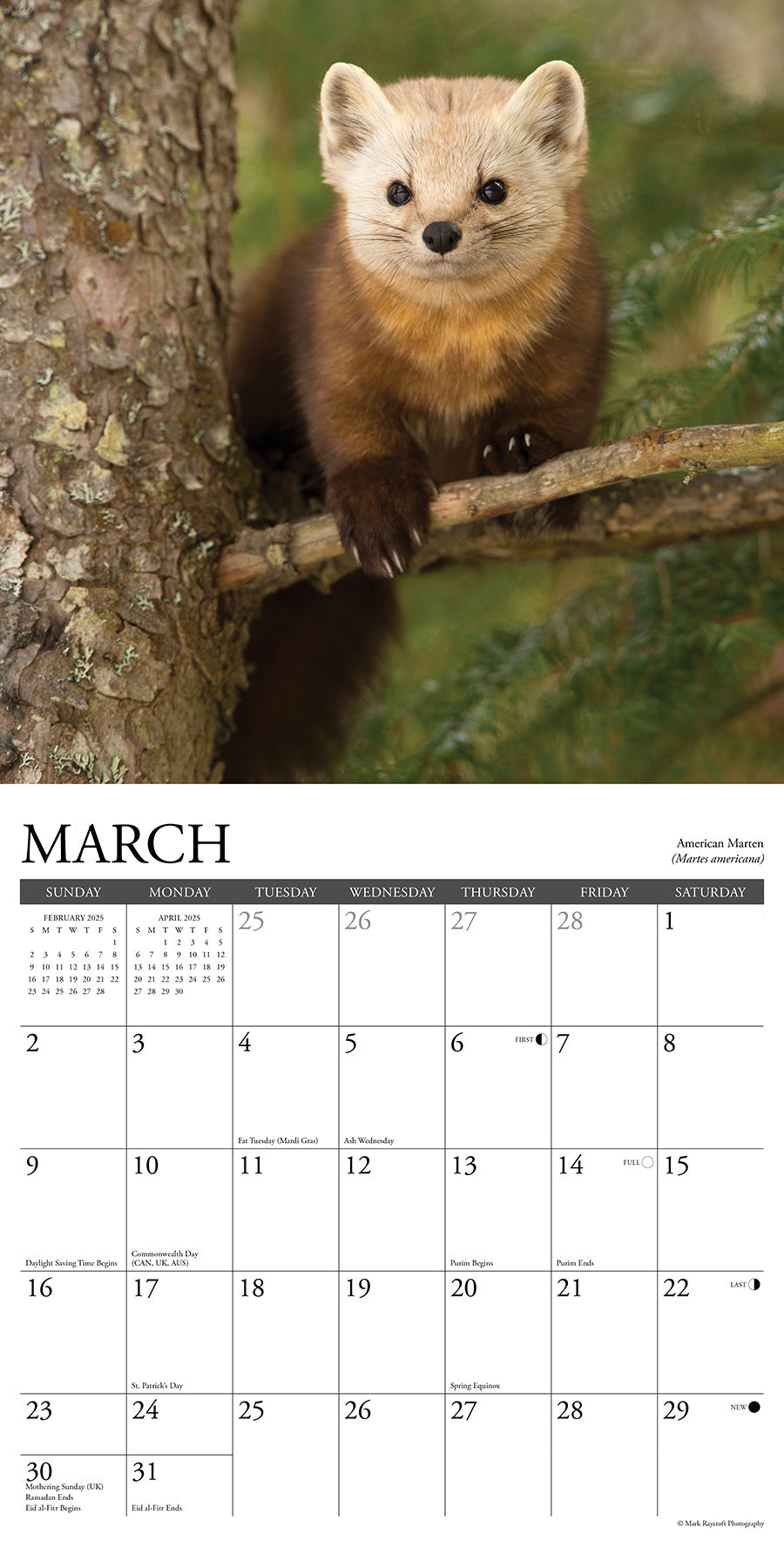 2025 Northwoods Wildlife - Square Wall Calendar