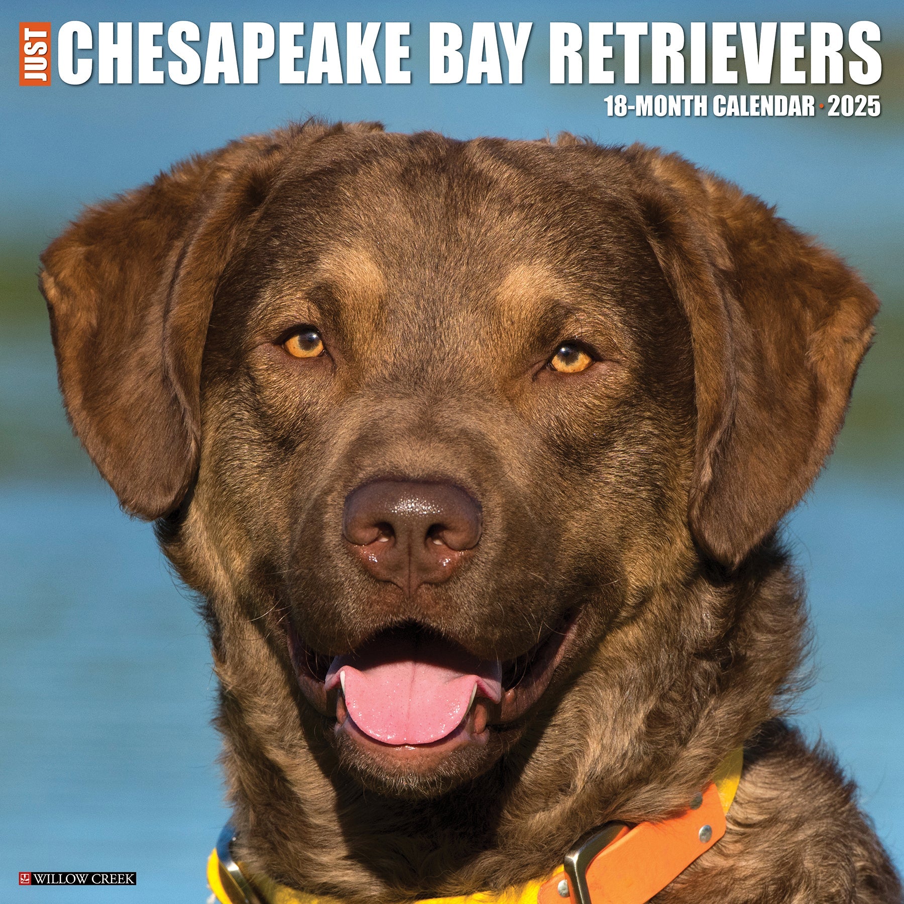 2025 Chesapeake Bay Retrievers - Square Wall Calendar