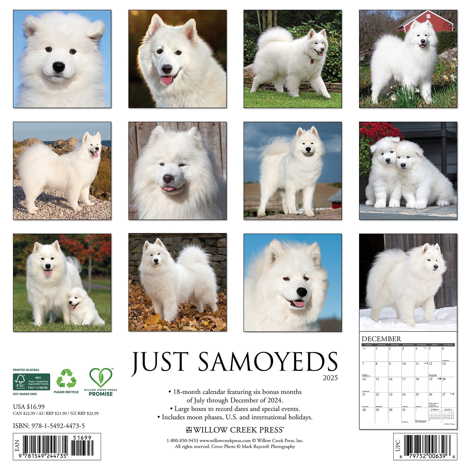 2025 Samoyeds - Square Wall Calendar