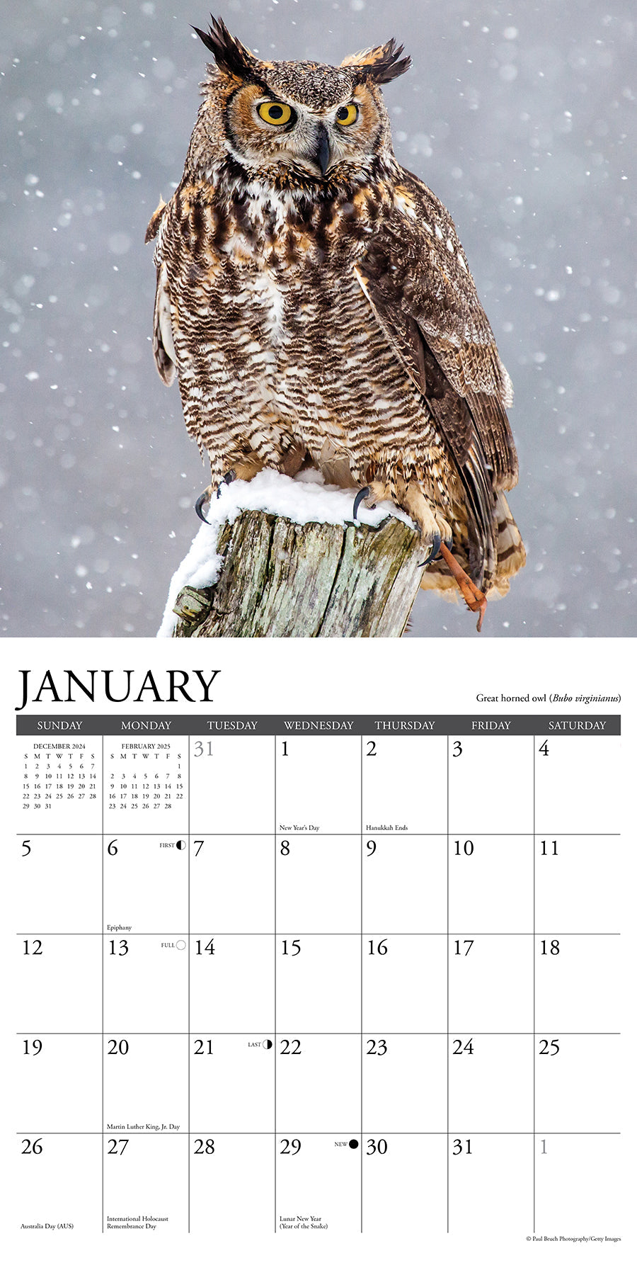 2025 Owls - Square Wall Calendar