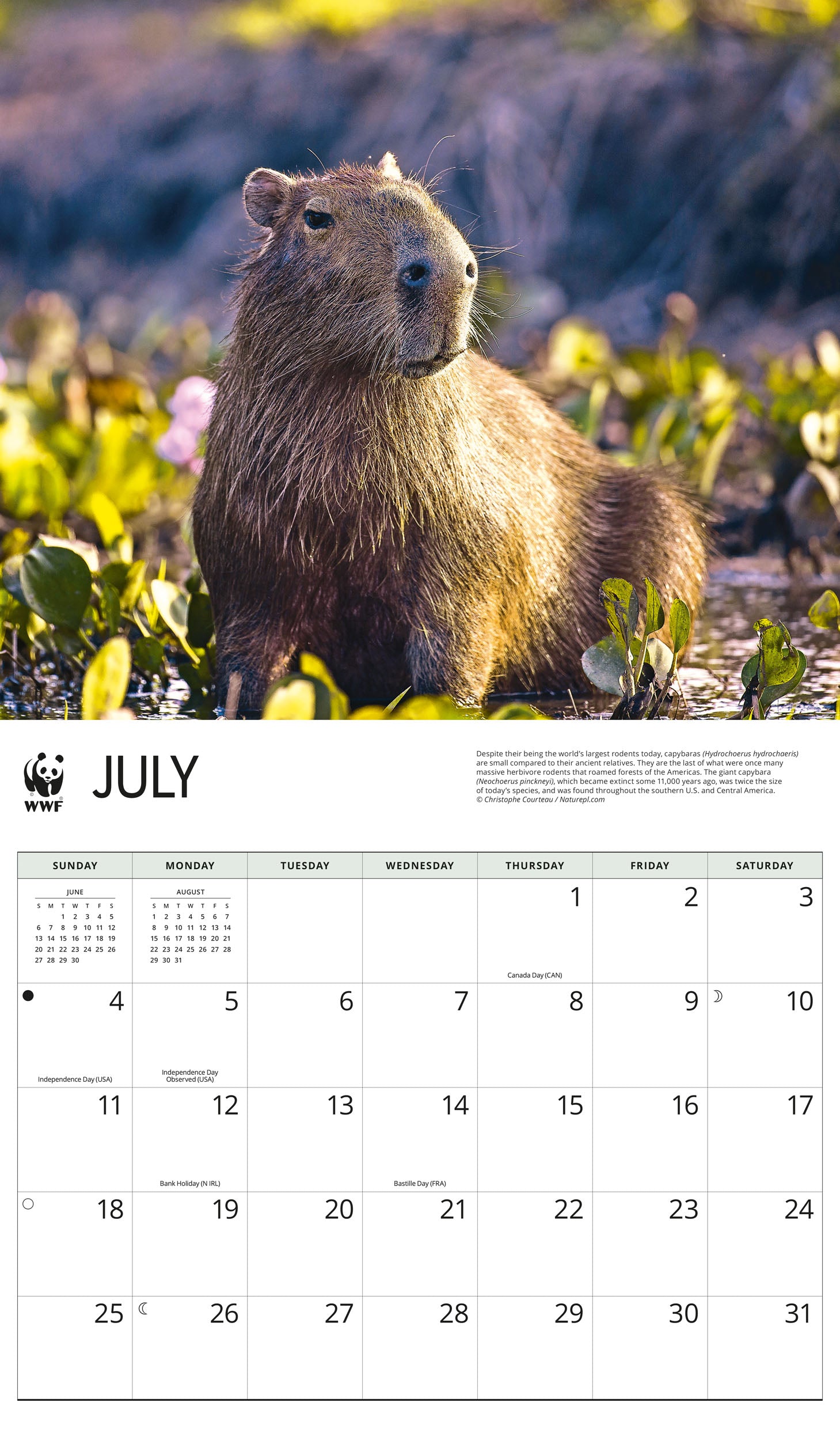 2027 WWF Capybaras - Deluxe Wall Calendar – image 4